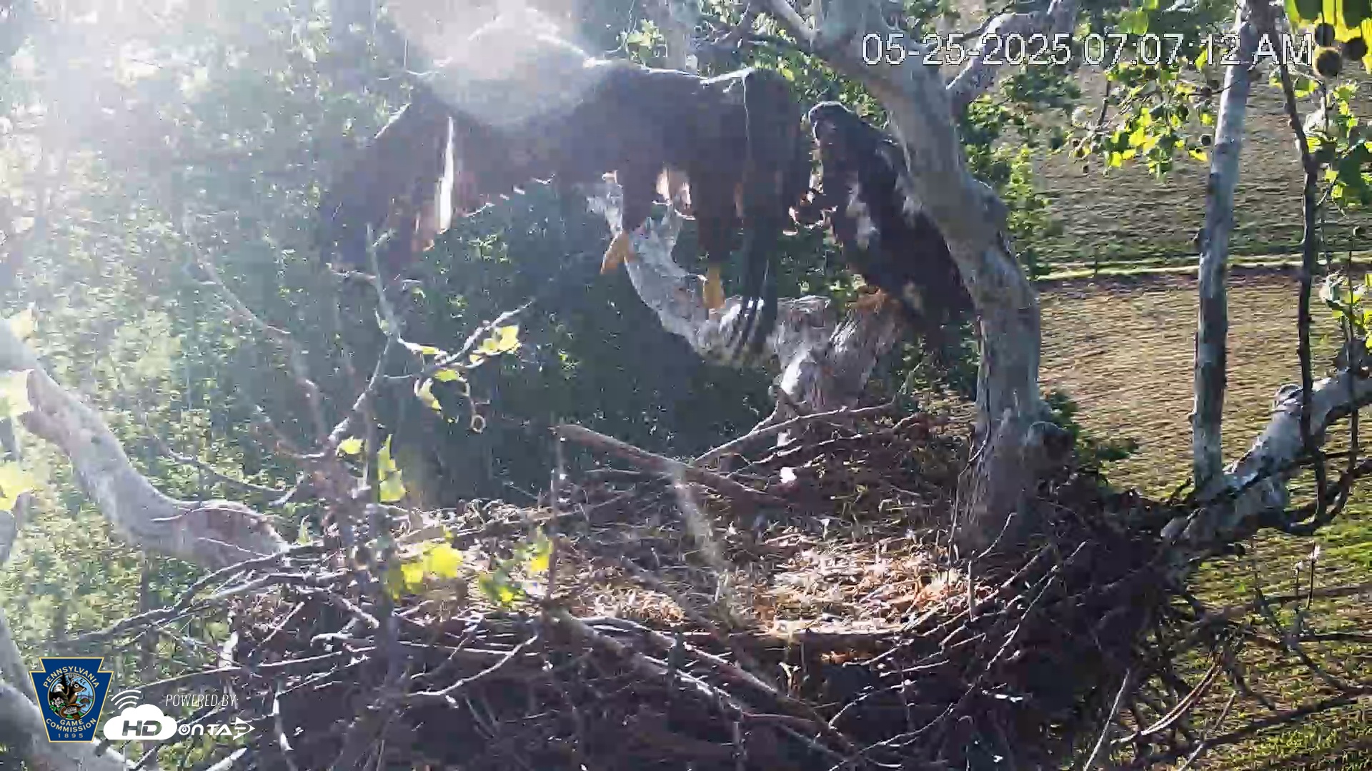 Snapshot of PA Farm Country Eagles Live Cams taken May 25, 2025, 7:08am EDT