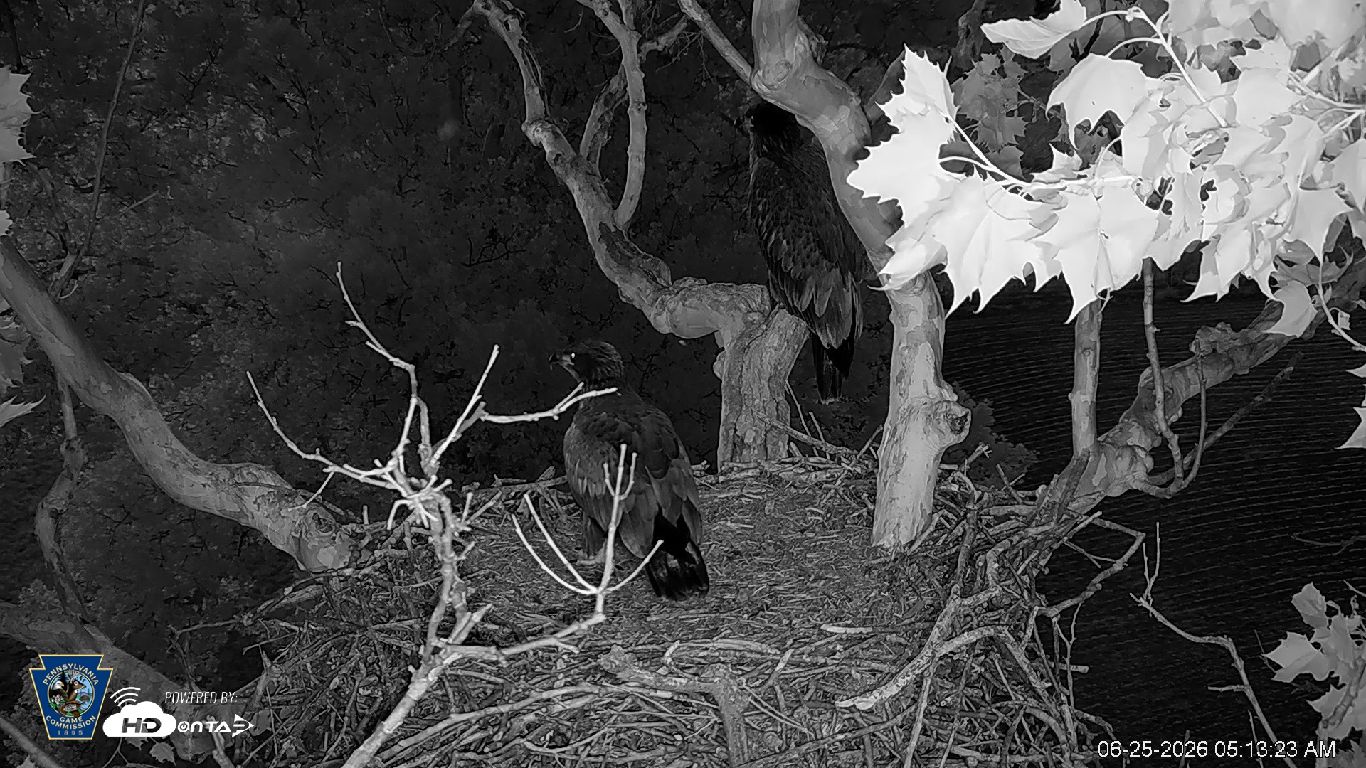 Snapshot of PA Farm Country Eagles Live Cams taken Jun 25, 2026, 5:14am EDT