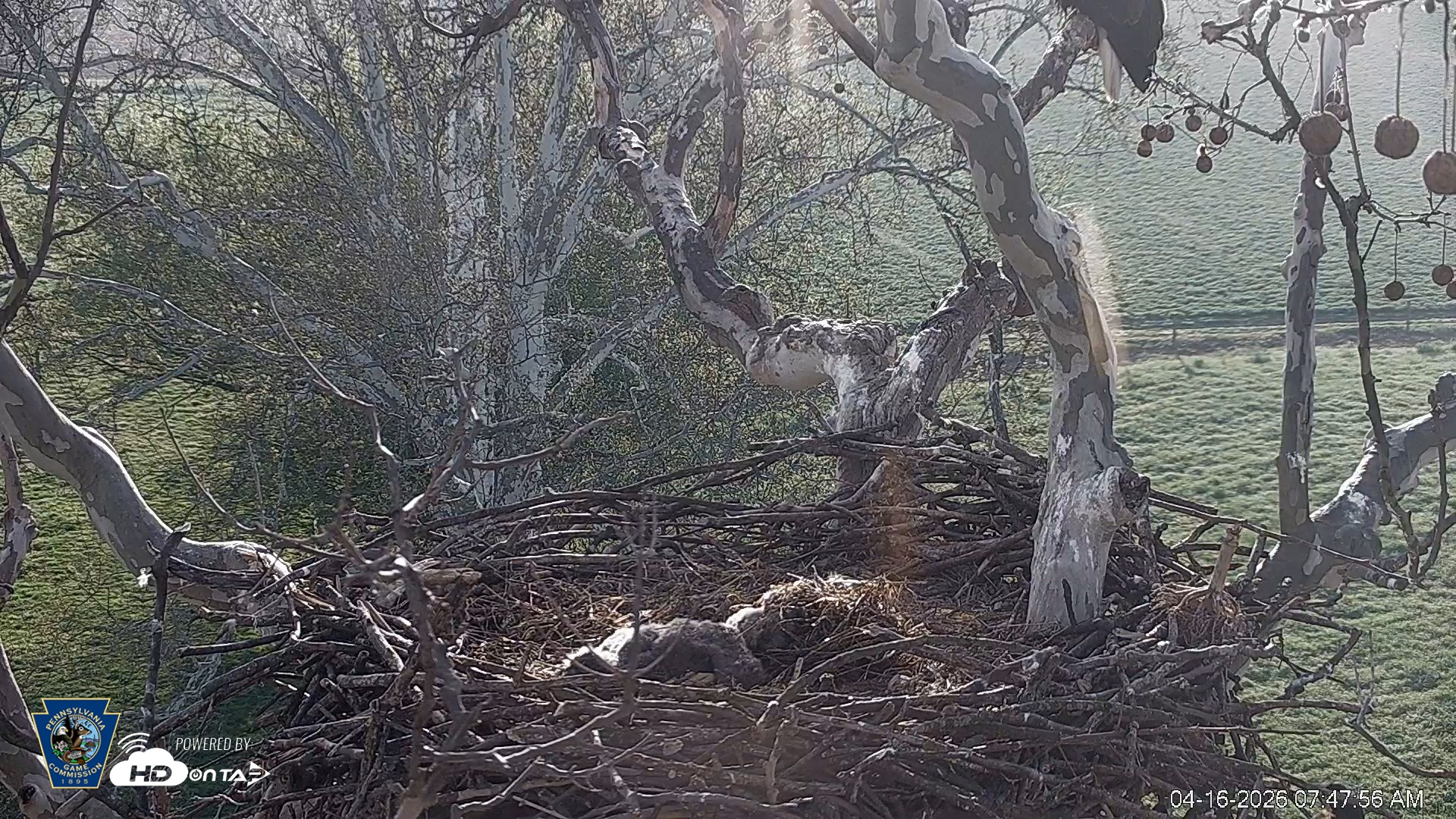 Snapshot of PA Farm Country Eagles Live Cams taken Apr 16, 2026, 7:48am EDT