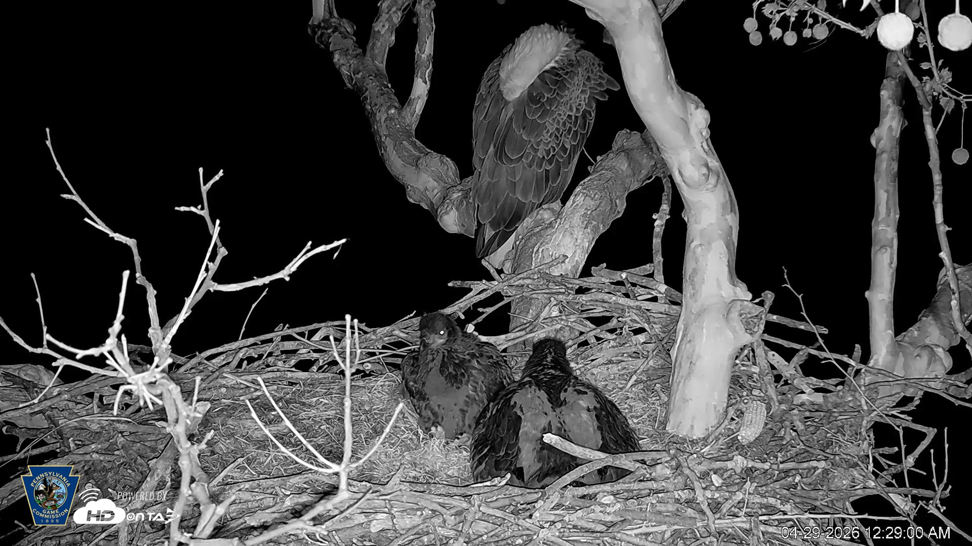 Snapshot of PA Farm Country Eagles Live Cams taken Apr 29, 2026, 12:31am EDT
