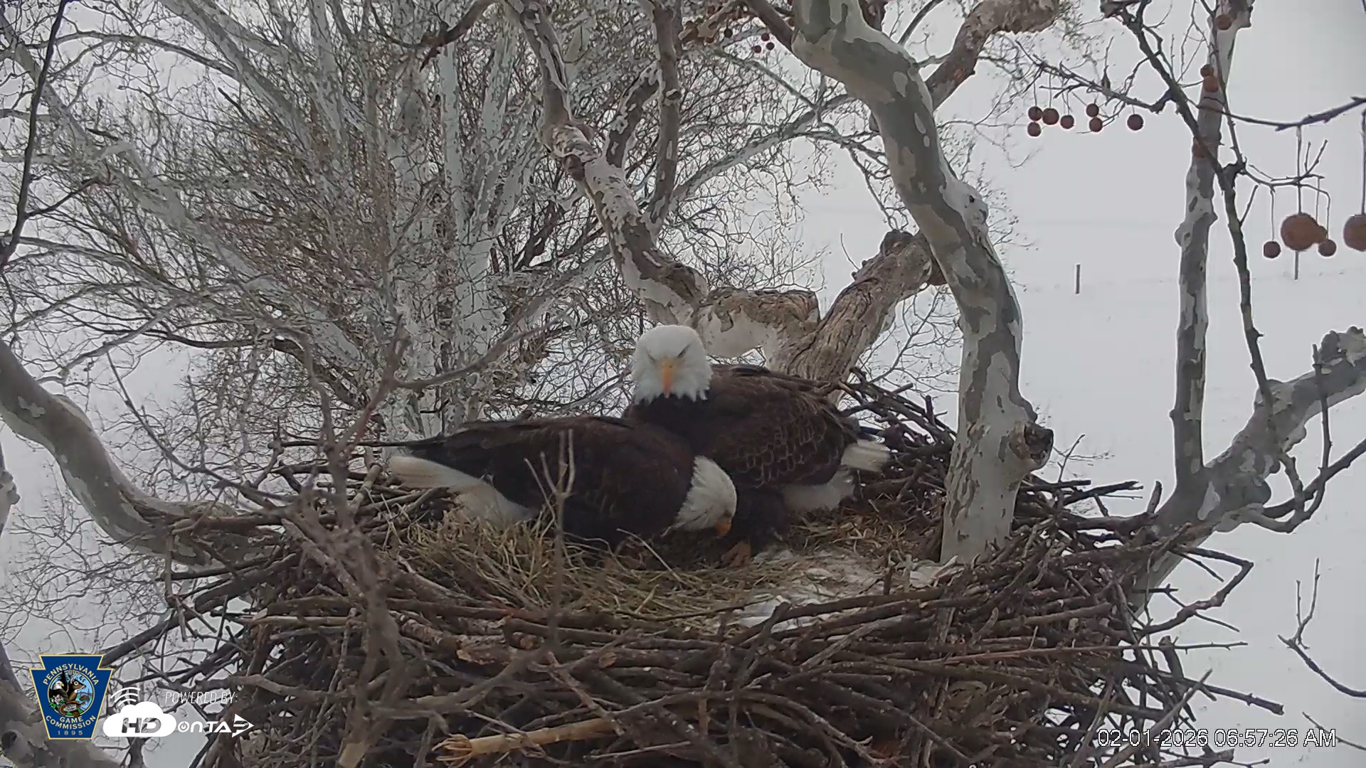 Snapshot of PA Farm Country Eagles Live Cams taken Feb 1, 2026, 6:58am EST