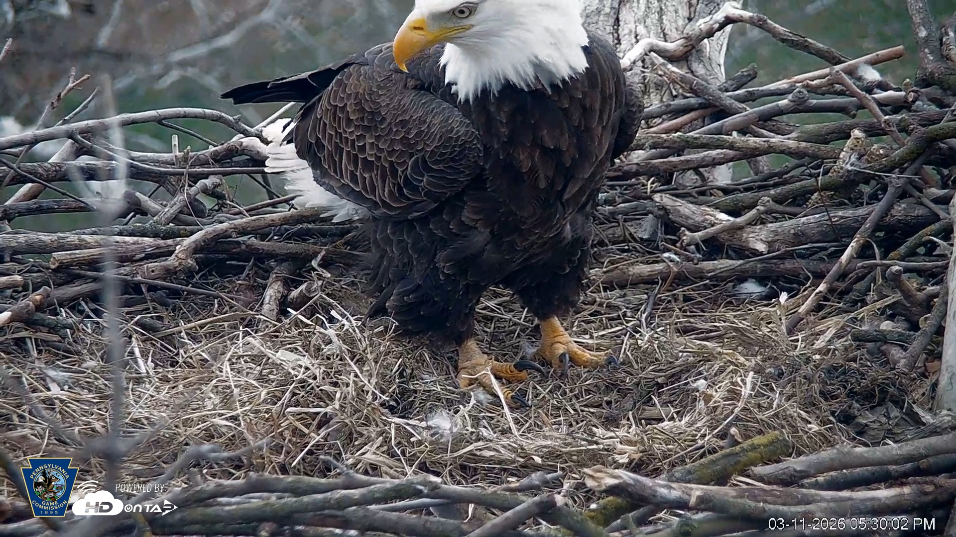 Snapshot of PA Farm Country Eagles Live Cams taken Mar 11, 2026, 5:30pm EDT
