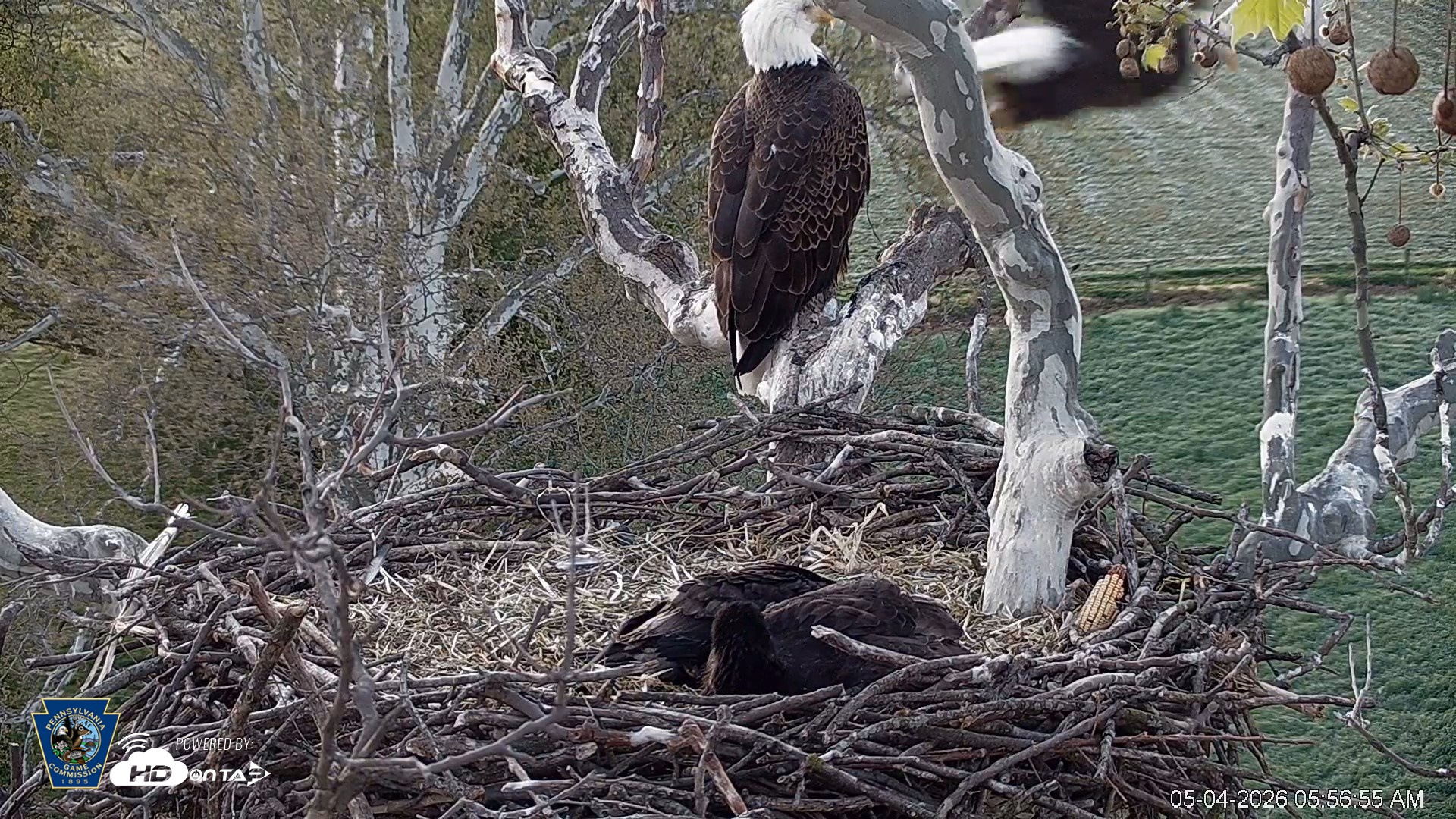 Snapshot of PA Farm Country Eagles Live Cams taken May 4, 2026, 5:57am EDT
