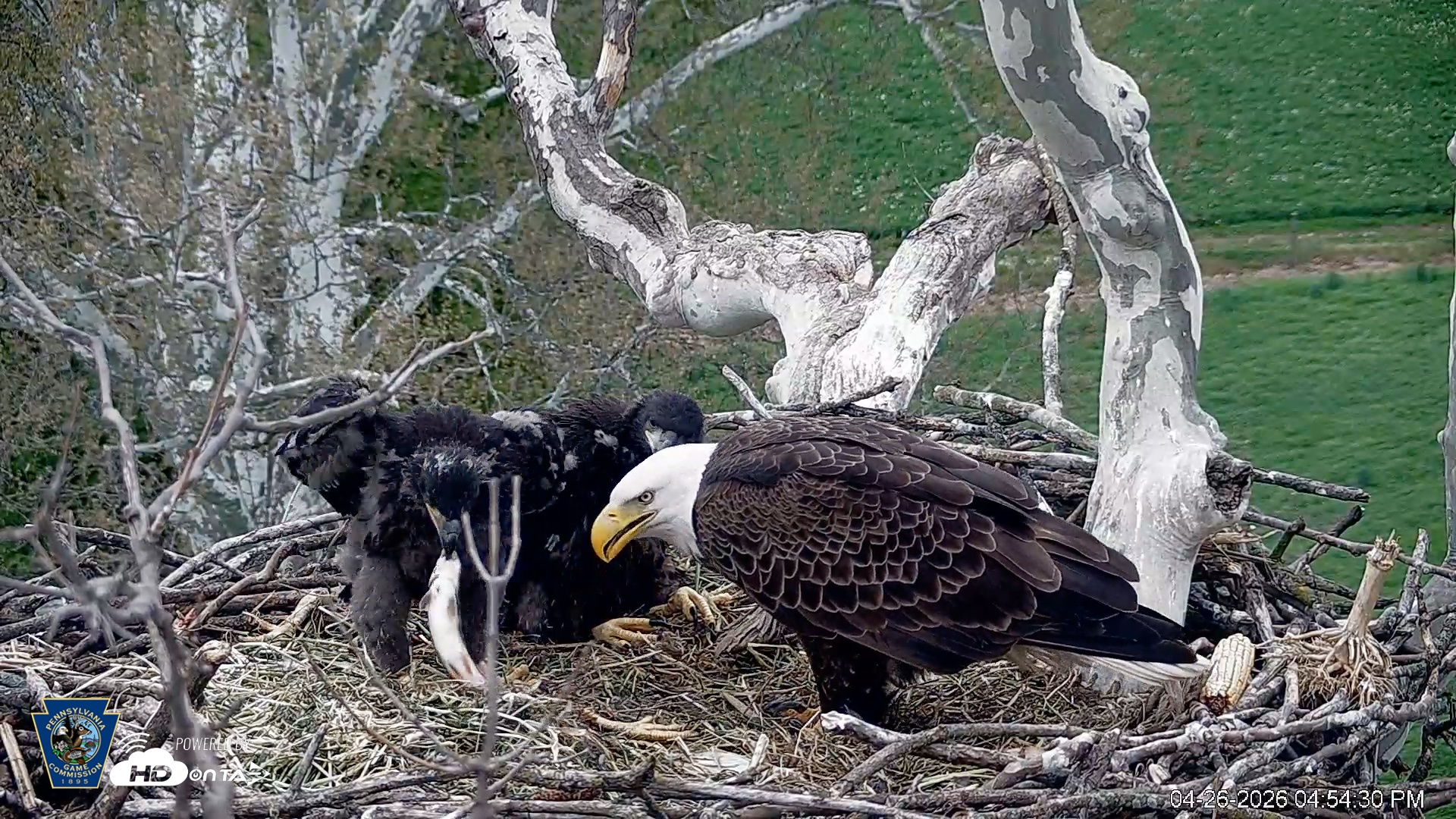 Snapshot of PA Farm Country Eagles Live Cams taken Apr 26, 2026, 4:58pm EDT