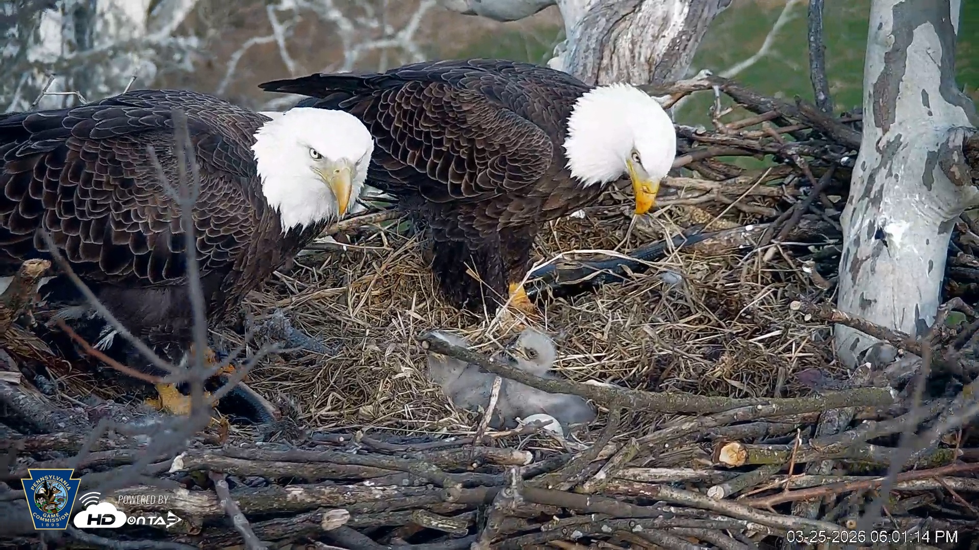 Snapshot of PA Farm Country Eagles Live Cams taken Mar 25, 2026, 6:01pm EDT