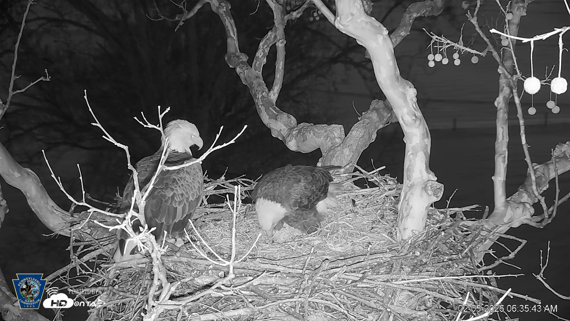 Snapshot of PA Farm Country Eagles Live Cams taken Feb 5, 2026, 6:36am EST