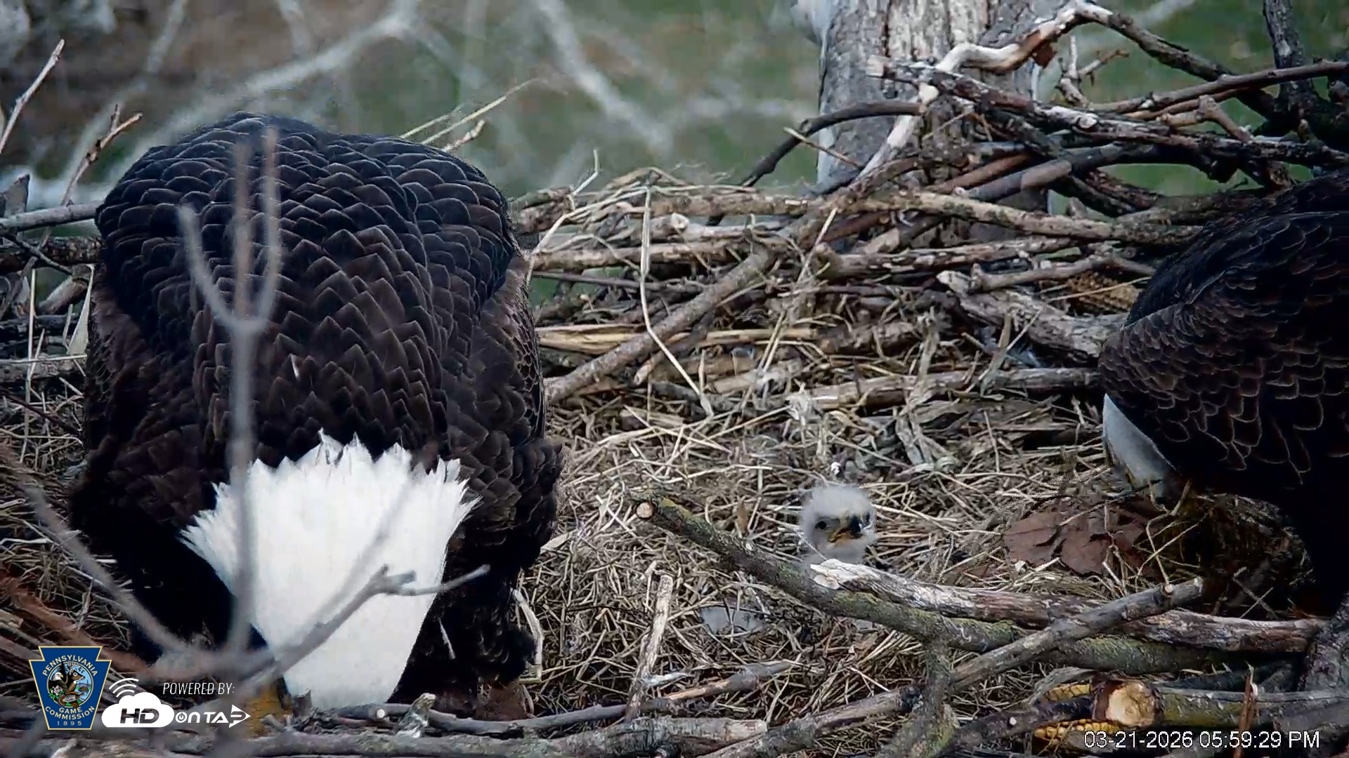 Snapshot of PA Farm Country Eagles Live Cams taken Mar 21, 2026, 6:00pm EDT