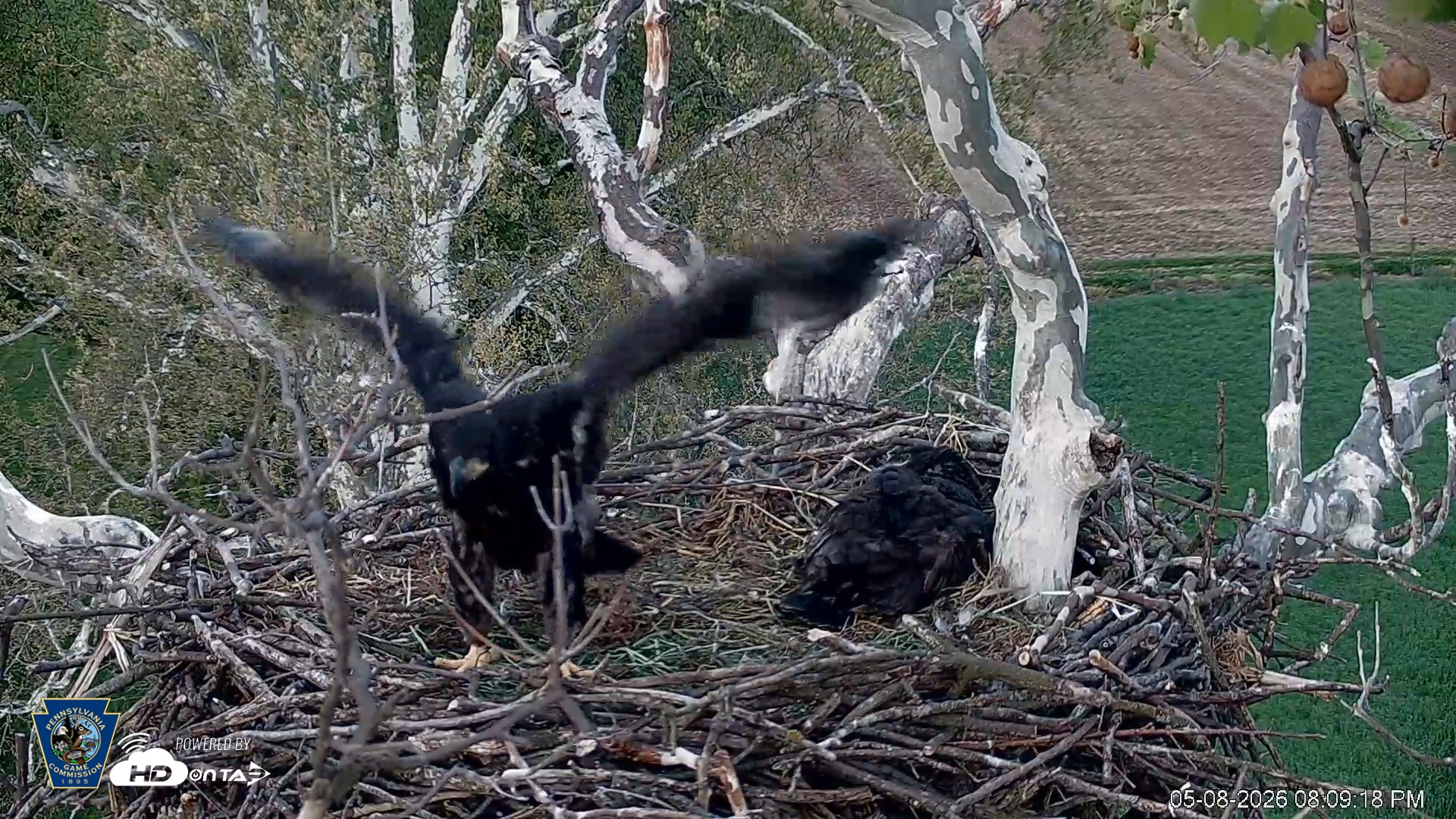 Snapshot of PA Farm Country Eagles Live Cams taken May 8, 2026, 8:10pm EDT