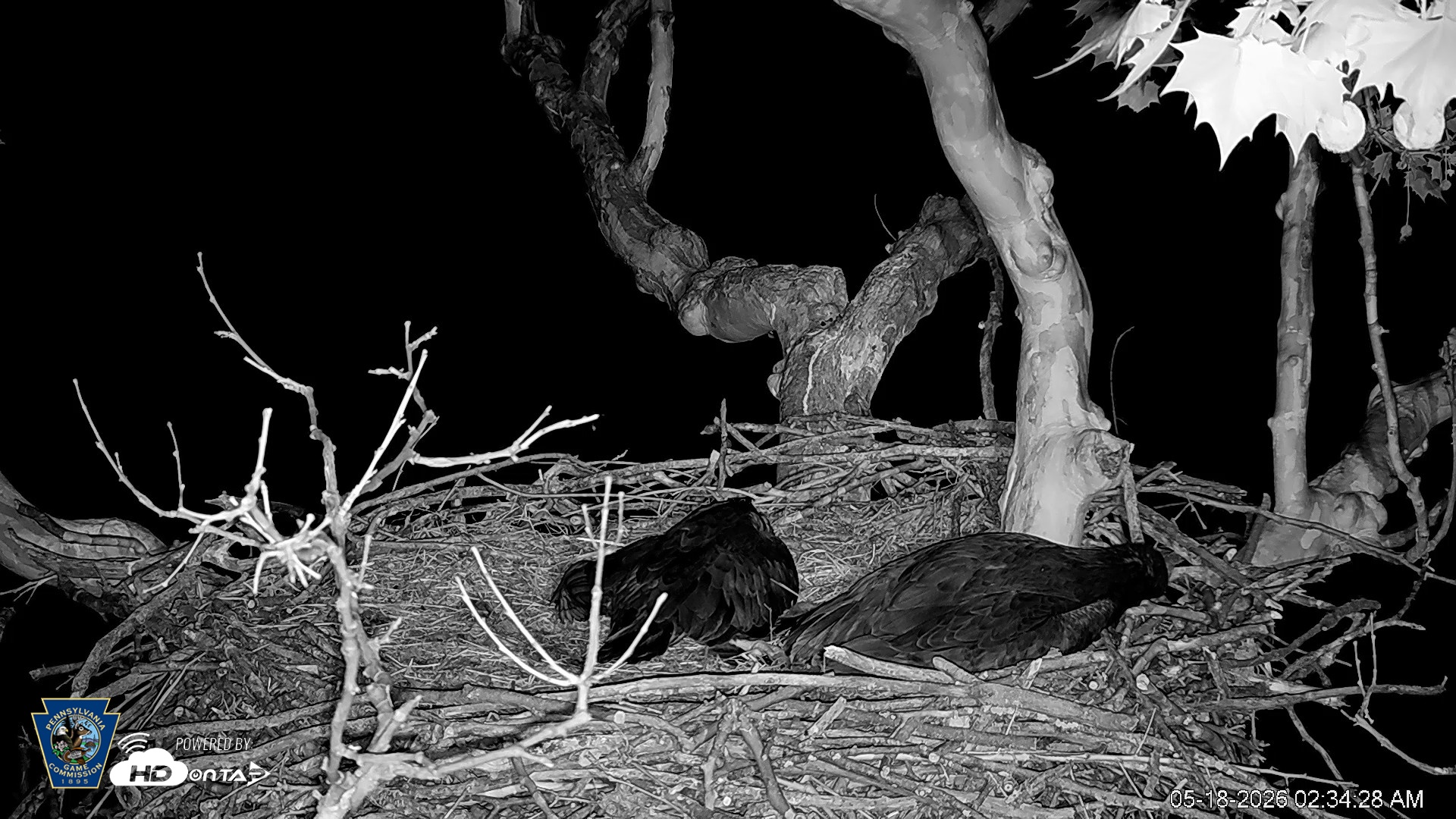 Snapshot of PA Farm Country Eagles Live Cams taken May 18, 2026, 2:35am EDT