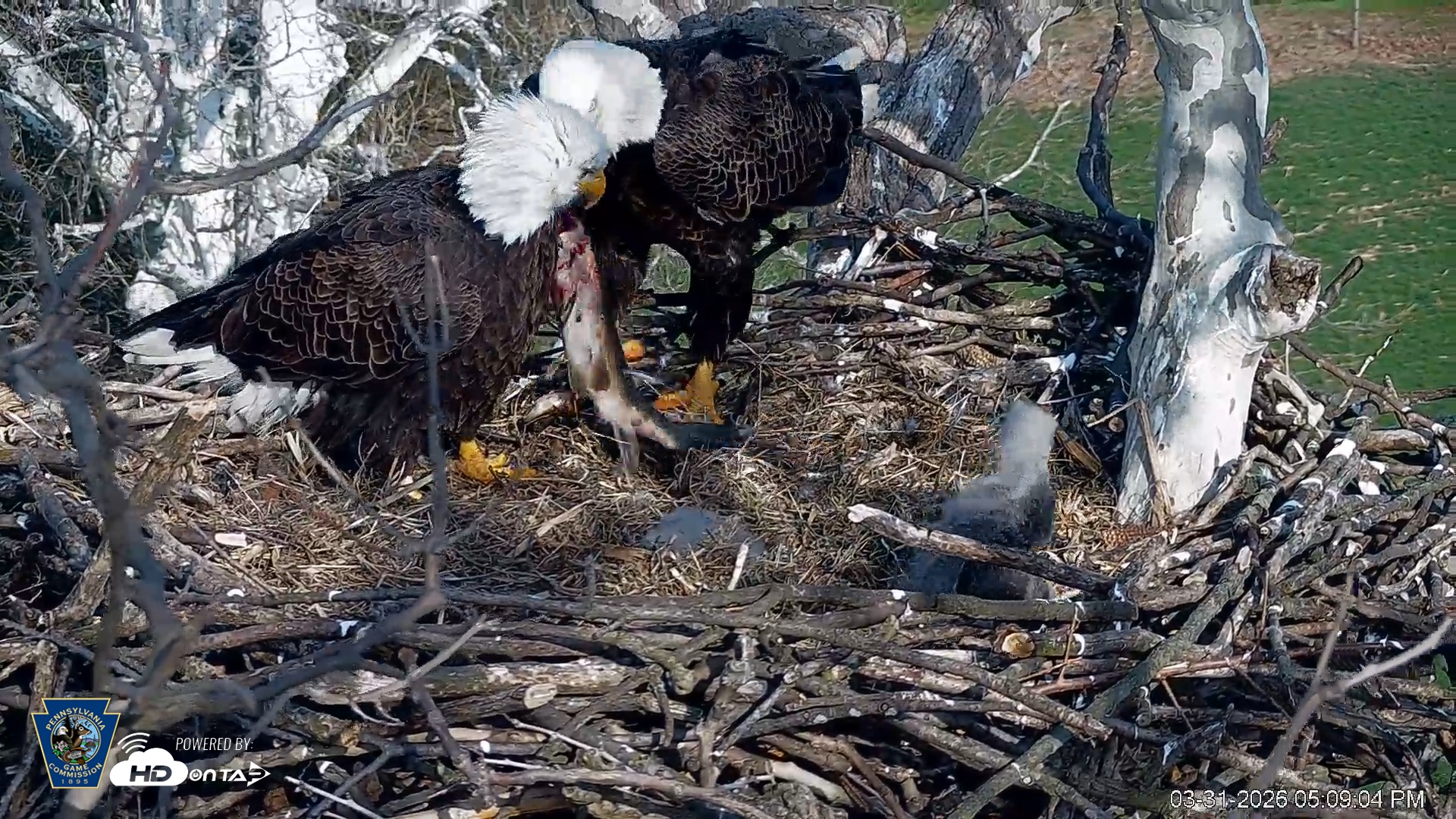 Snapshot of PA Farm Country Eagles Live Cams taken Mar 31, 2026, 5:09pm EDT