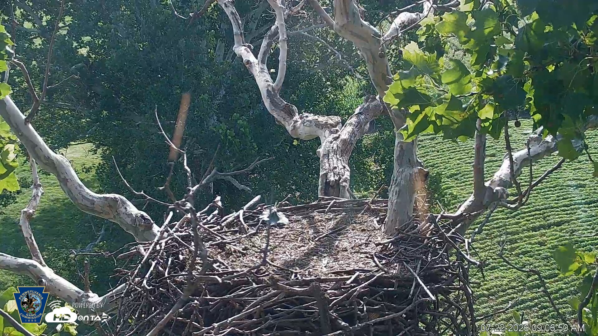 Snapshot of PA Farm Country Eagles Live Cams taken Jul 22, 2026, 9:07am EDT