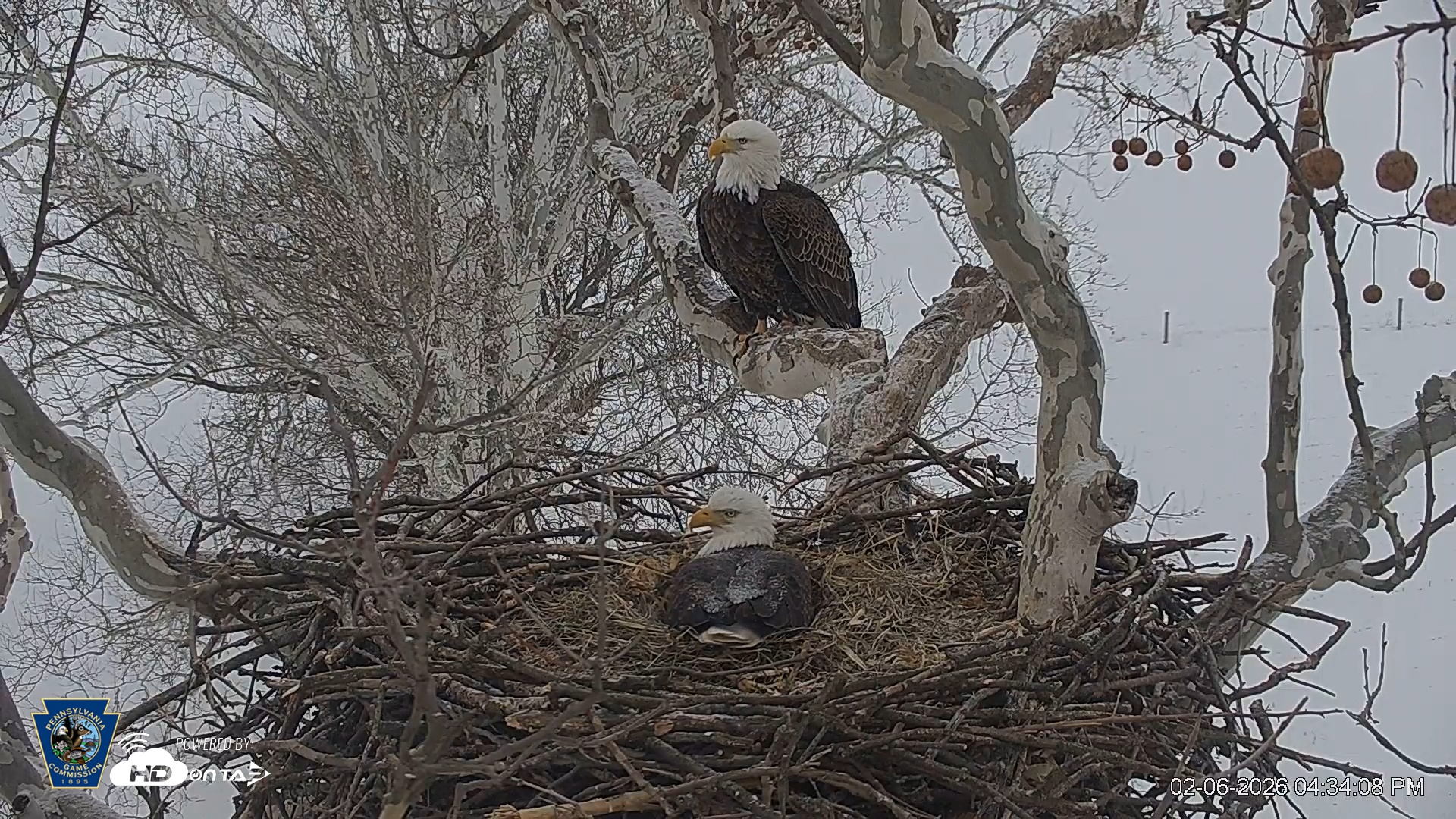 Snapshot of PA Farm Country Eagles Live Cams taken Feb 6, 2026, 4:34pm EST