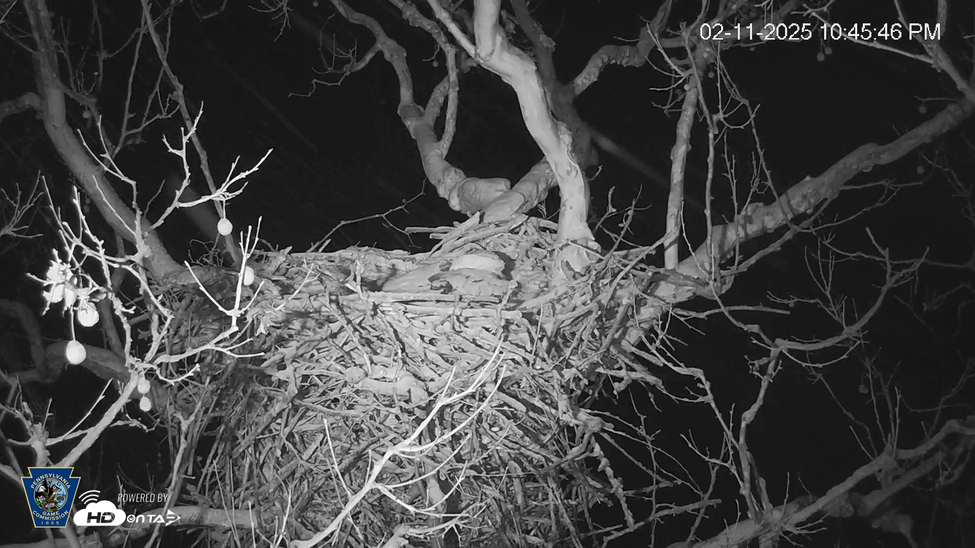 Snapshot of PA Farm Country Eagles Live Cams taken Feb 11, 2025, 10:46pm EST