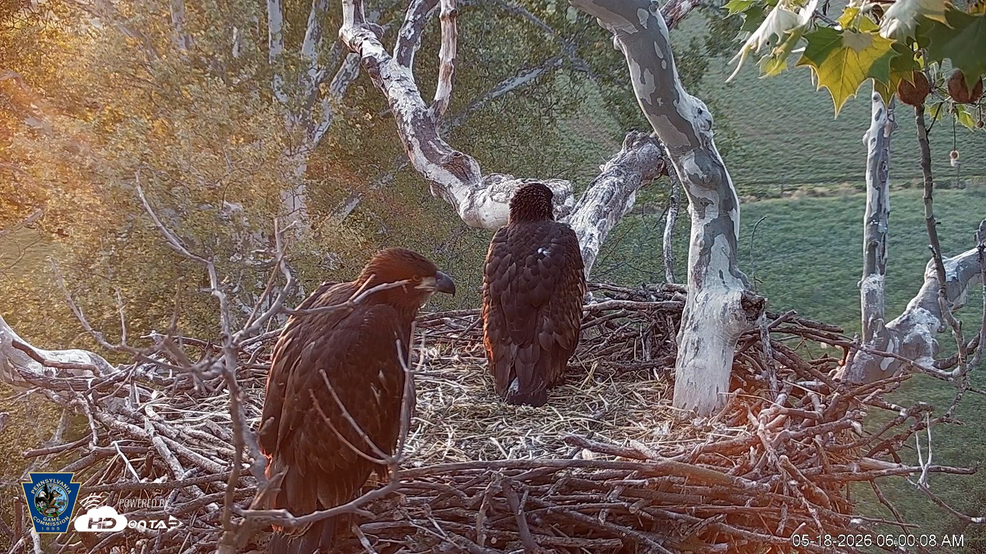 Snapshot of PA Farm Country Eagles Live Cams taken May 18, 2026, 6:00am EDT