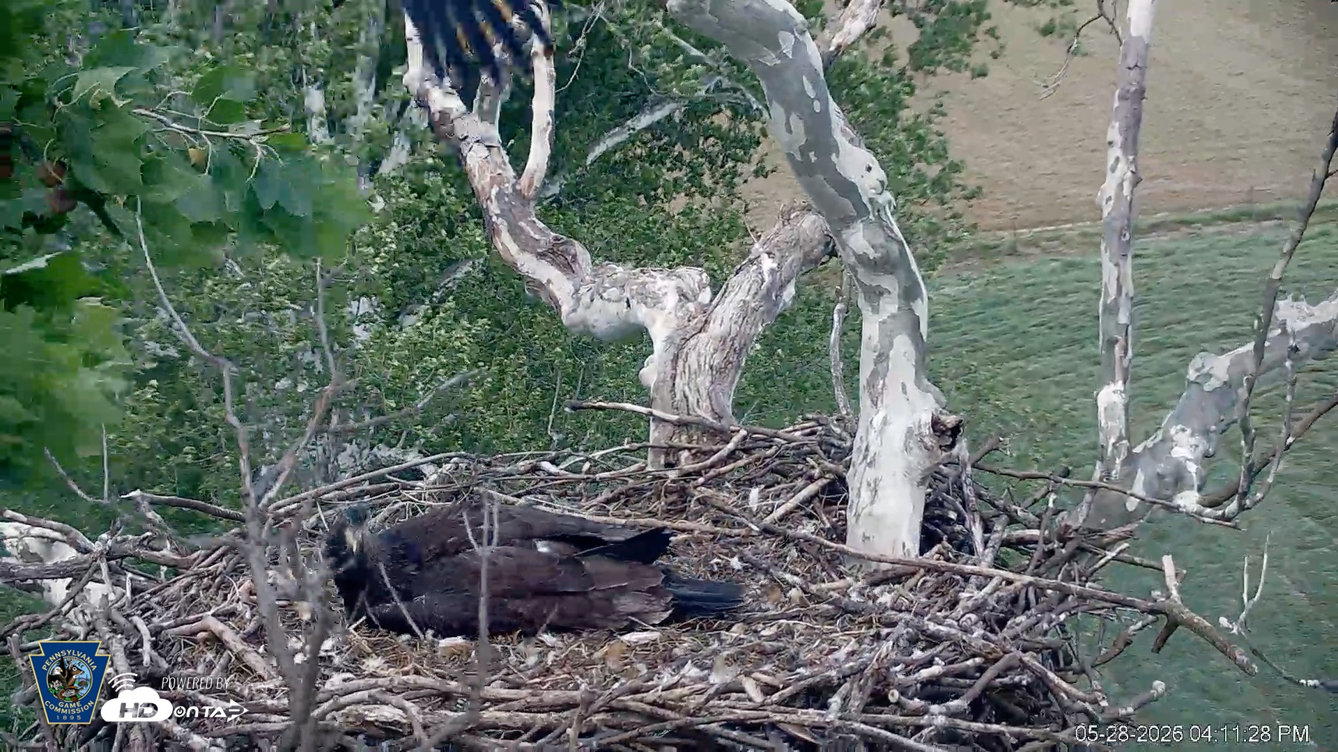 Snapshot of PA Farm Country Eagles Live Cams taken May 28, 2026, 4:15pm EDT