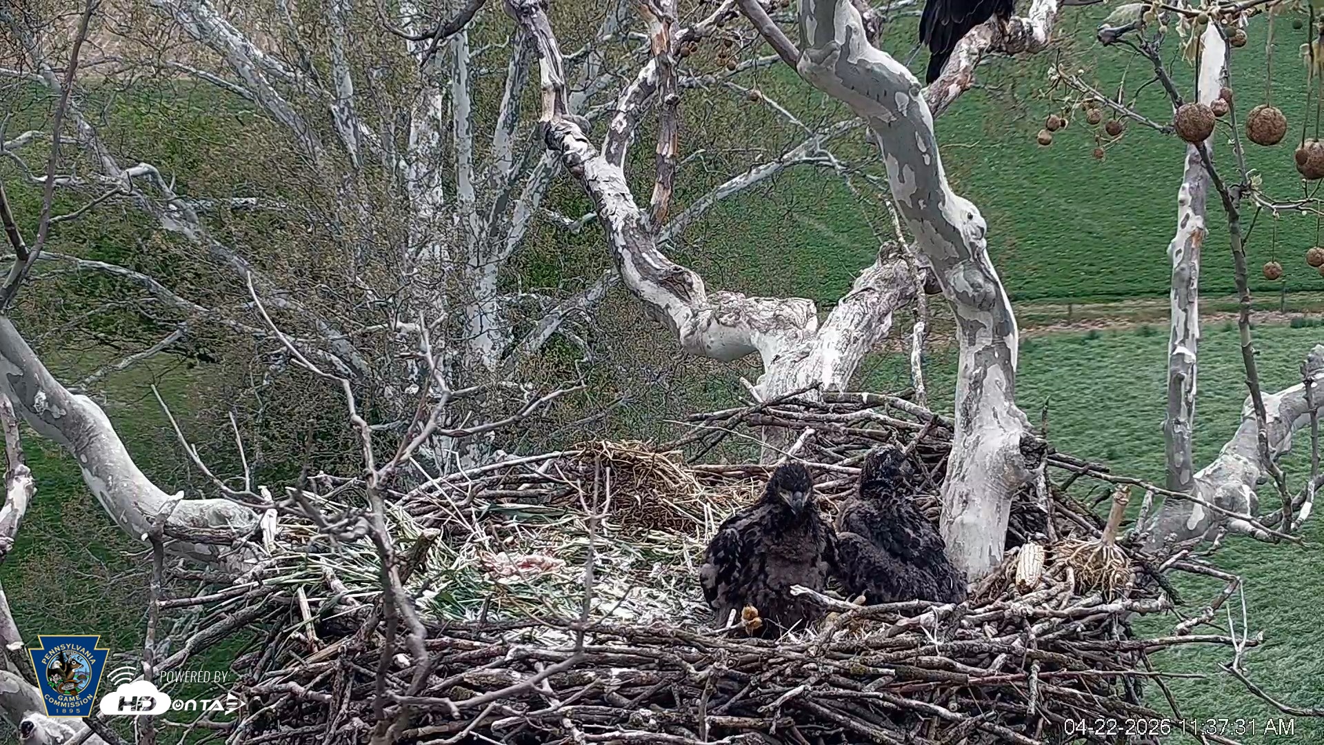 Snapshot of PA Farm Country Eagles Live Cams taken Apr 22, 2026, 11:38am EDT