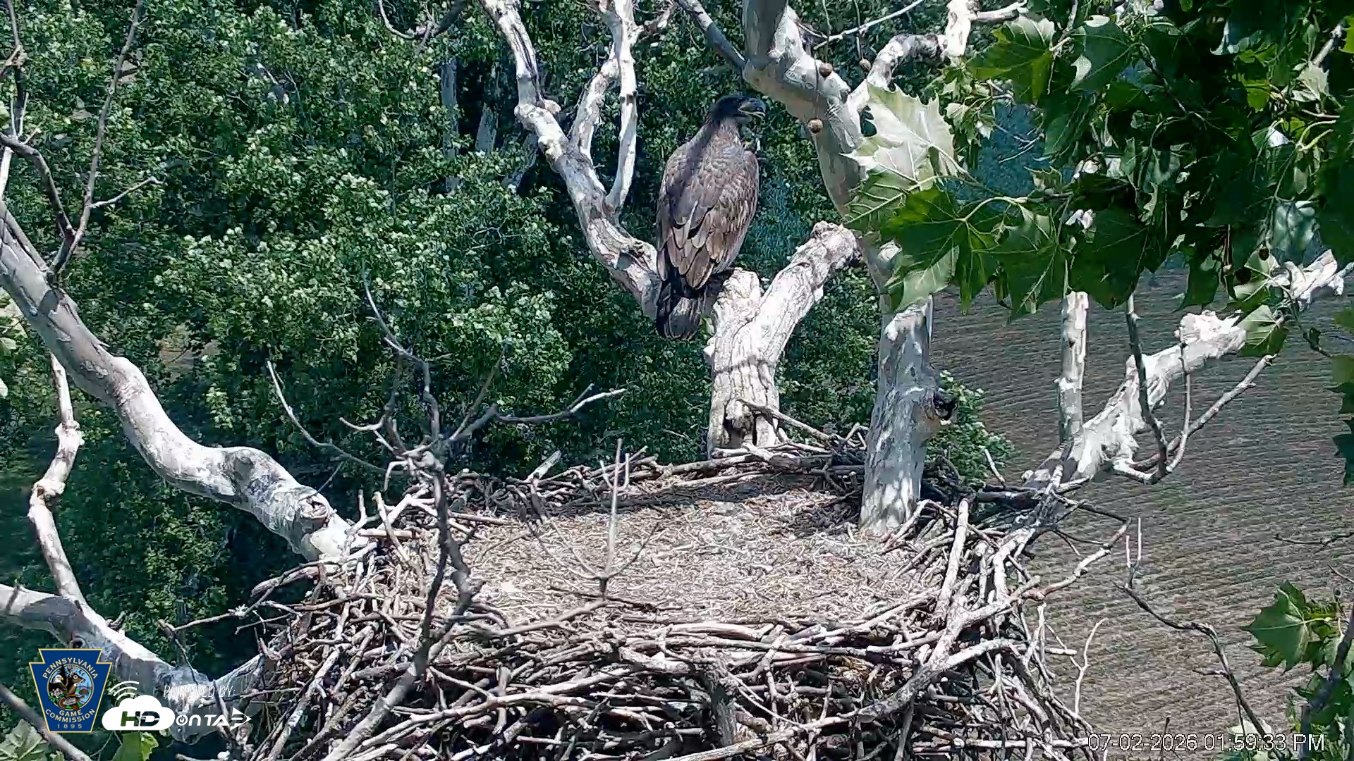 Snapshot of PA Farm Country Eagles Live Cams taken Jul 2, 2026, 2:01pm EDT