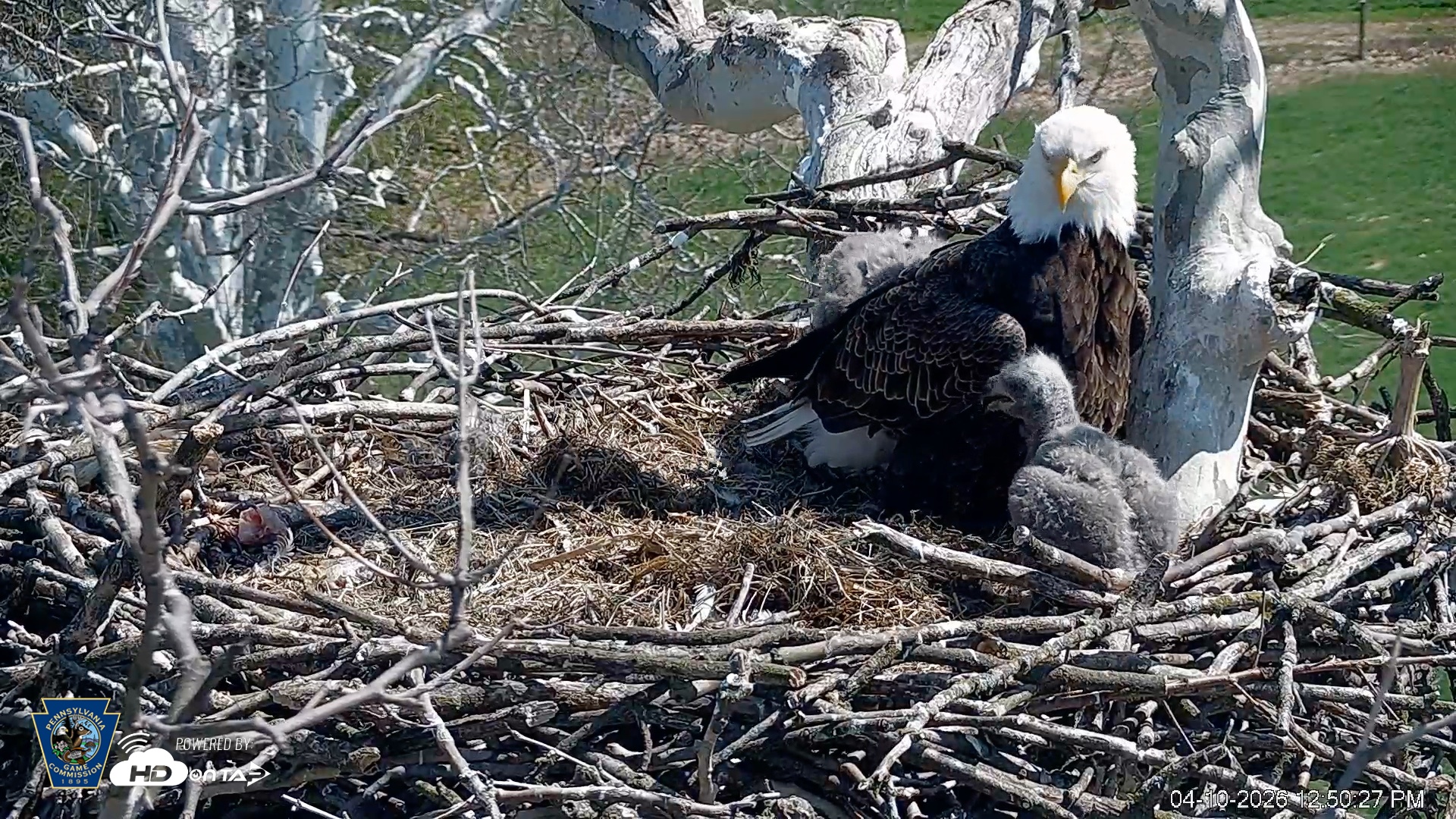Snapshot of PA Farm Country Eagles Live Cams taken Apr 10, 2026, 12:50pm EDT