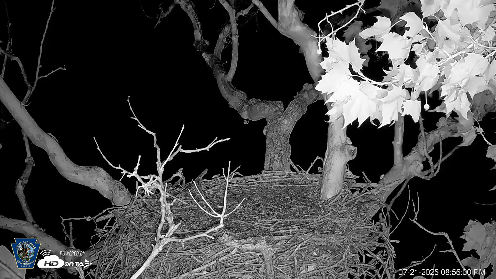 Snapshot of PA Farm Country Eagles Live Cams taken Jul 21, 2026, 8:58pm EDT