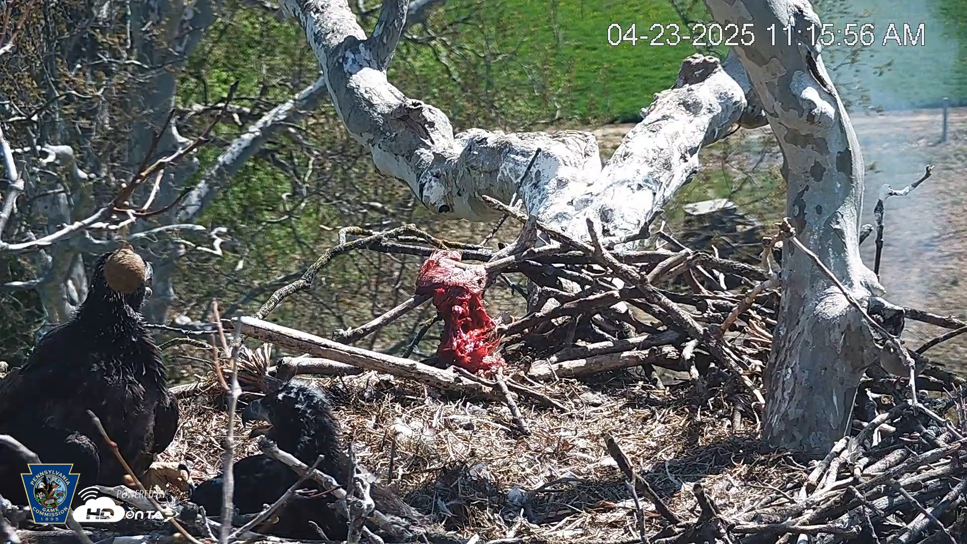 Snapshot of PA Farm Country Eagles Live Cams taken Apr 23, 2025, 11:16am EDT