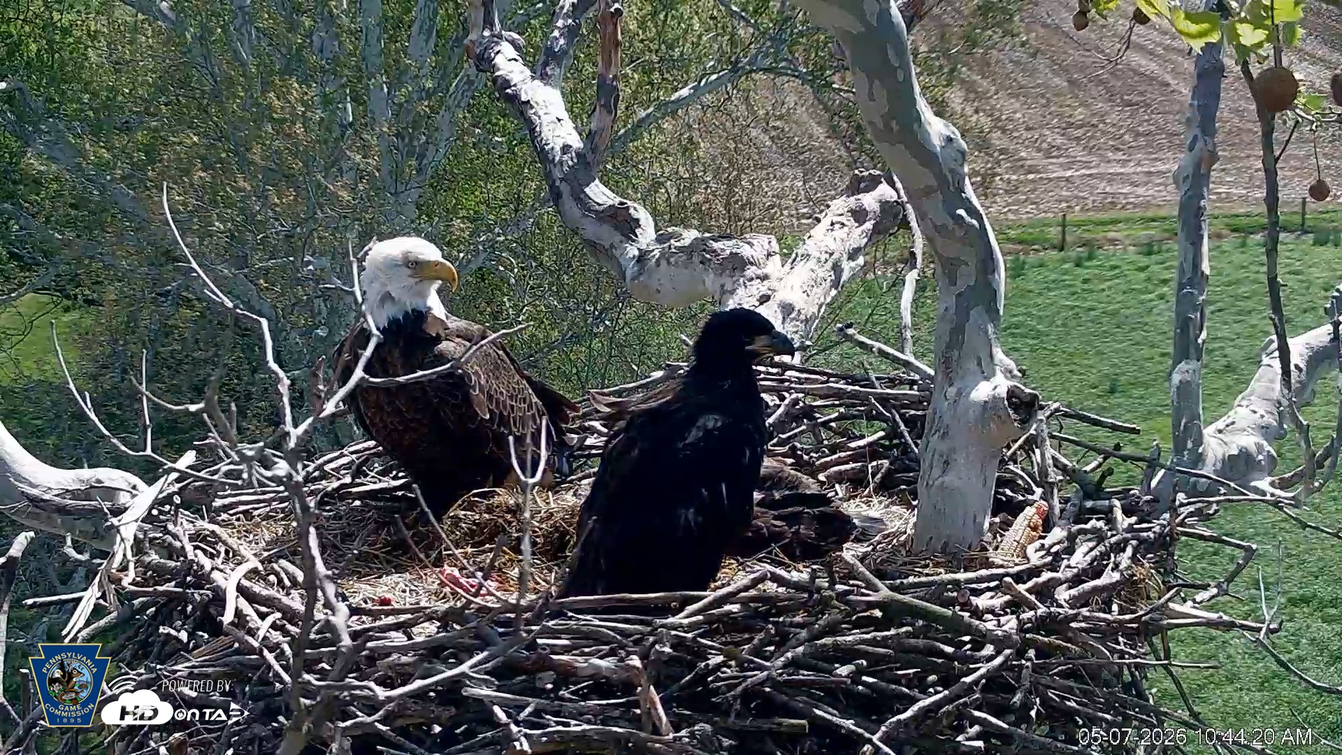 Snapshot of PA Farm Country Eagles Live Cams taken May 7, 2026, 10:45am EDT