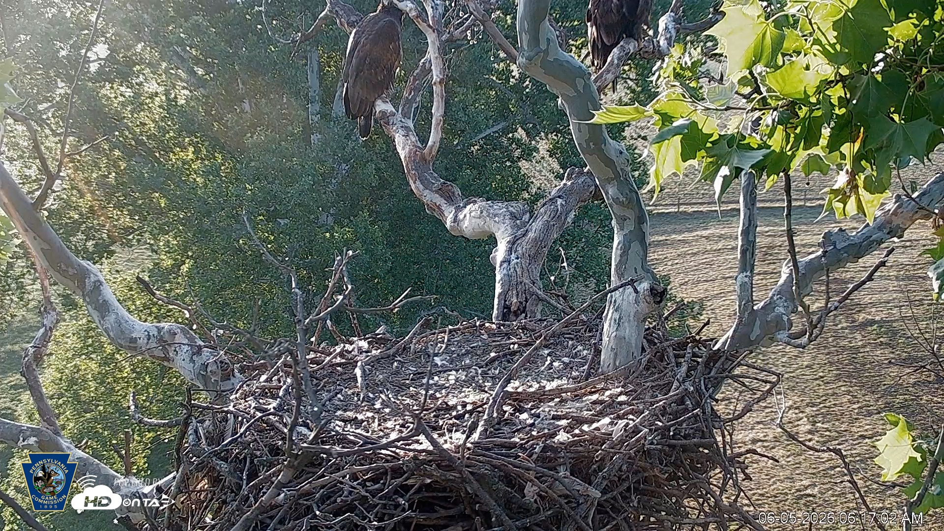 Snapshot of PA Farm Country Eagles Live Cams taken Jun 5, 2026, 6:18am EDT