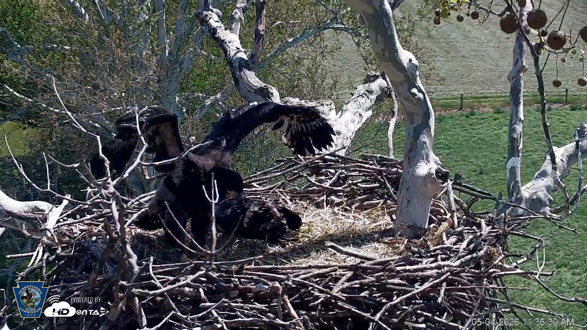 Snapshot of PA Farm Country Eagles Live Cams taken May 4, 2026, 11:37am EDT