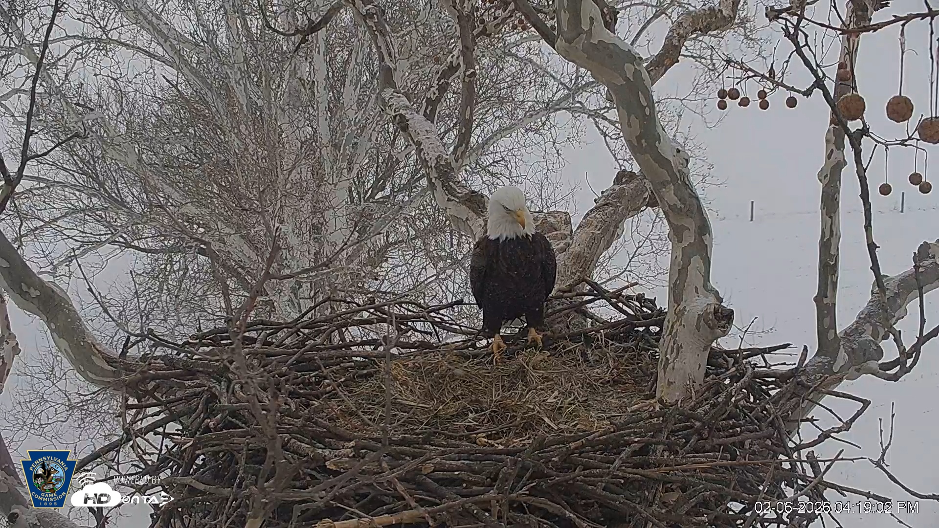 Snapshot of PA Farm Country Eagles Live Cams taken Feb 6, 2026, 4:19pm EST
