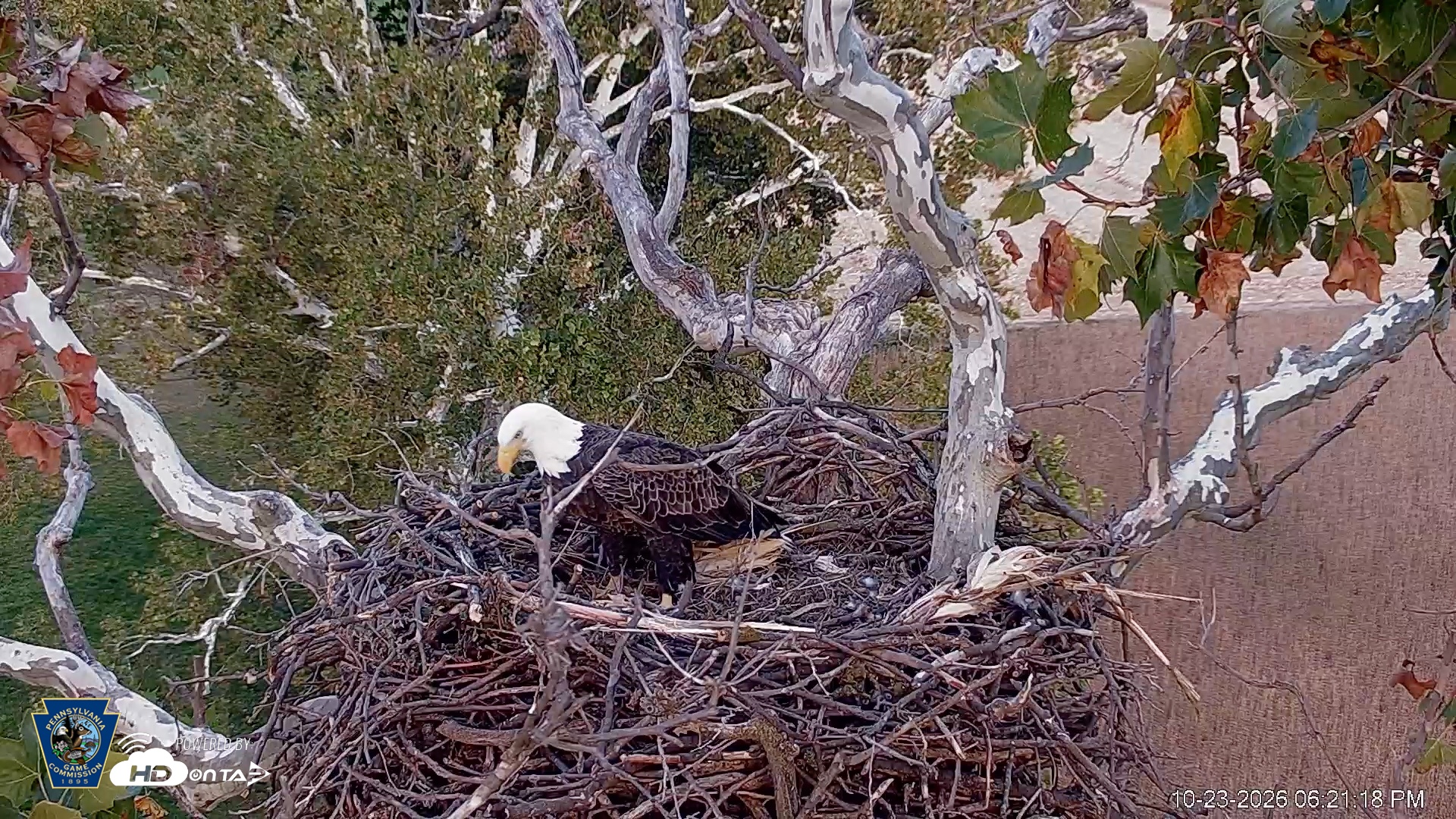 Snapshot of PA Farm Country Eagles Live Cams taken Oct 23, 2026, 6:22pm EDT