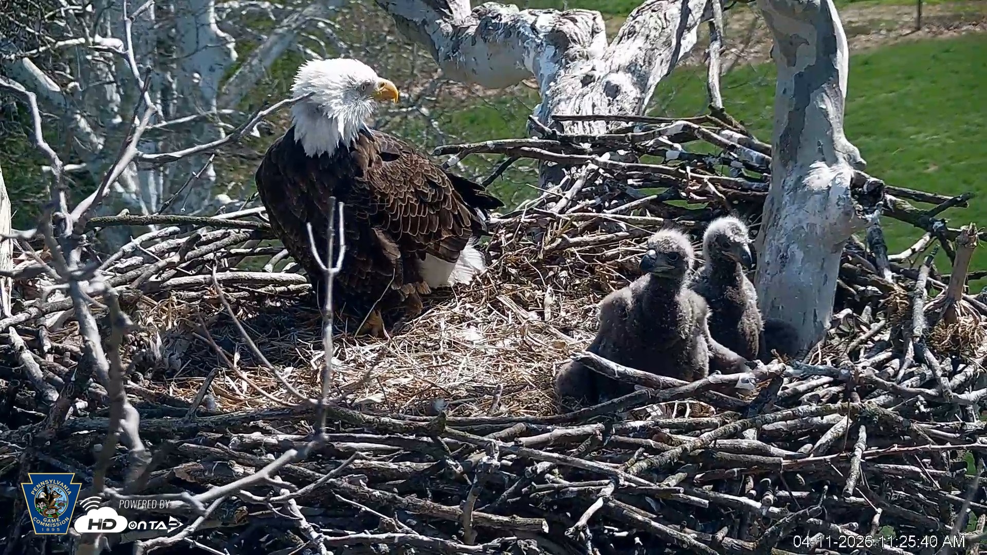 Snapshot of PA Farm Country Eagles Live Cams taken Apr 11, 2026, 11:26am EDT