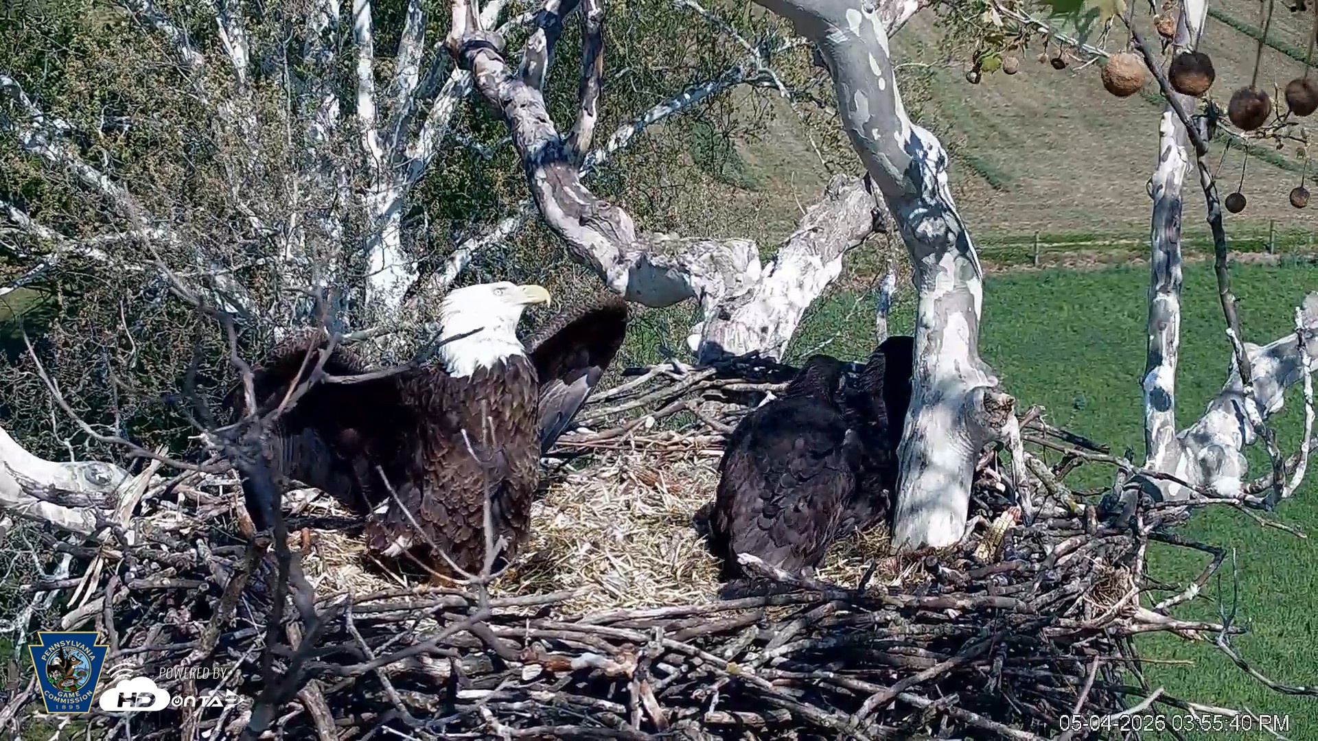 Snapshot of PA Farm Country Eagles Live Cams taken May 4, 2026, 3:56pm EDT