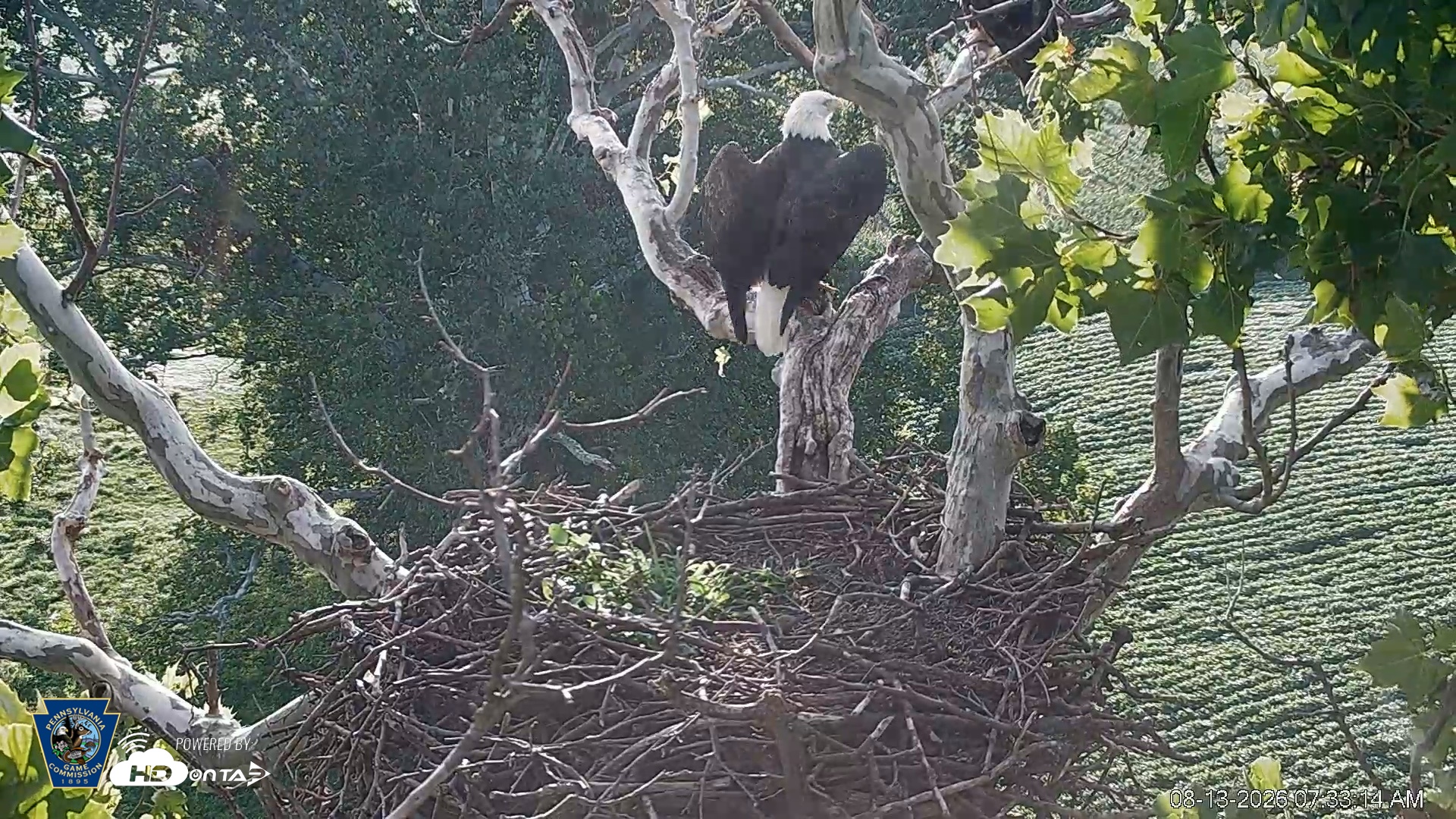 Snapshot of PA Farm Country Eagles Live Cams taken Aug 13, 2026, 7:34am EDT