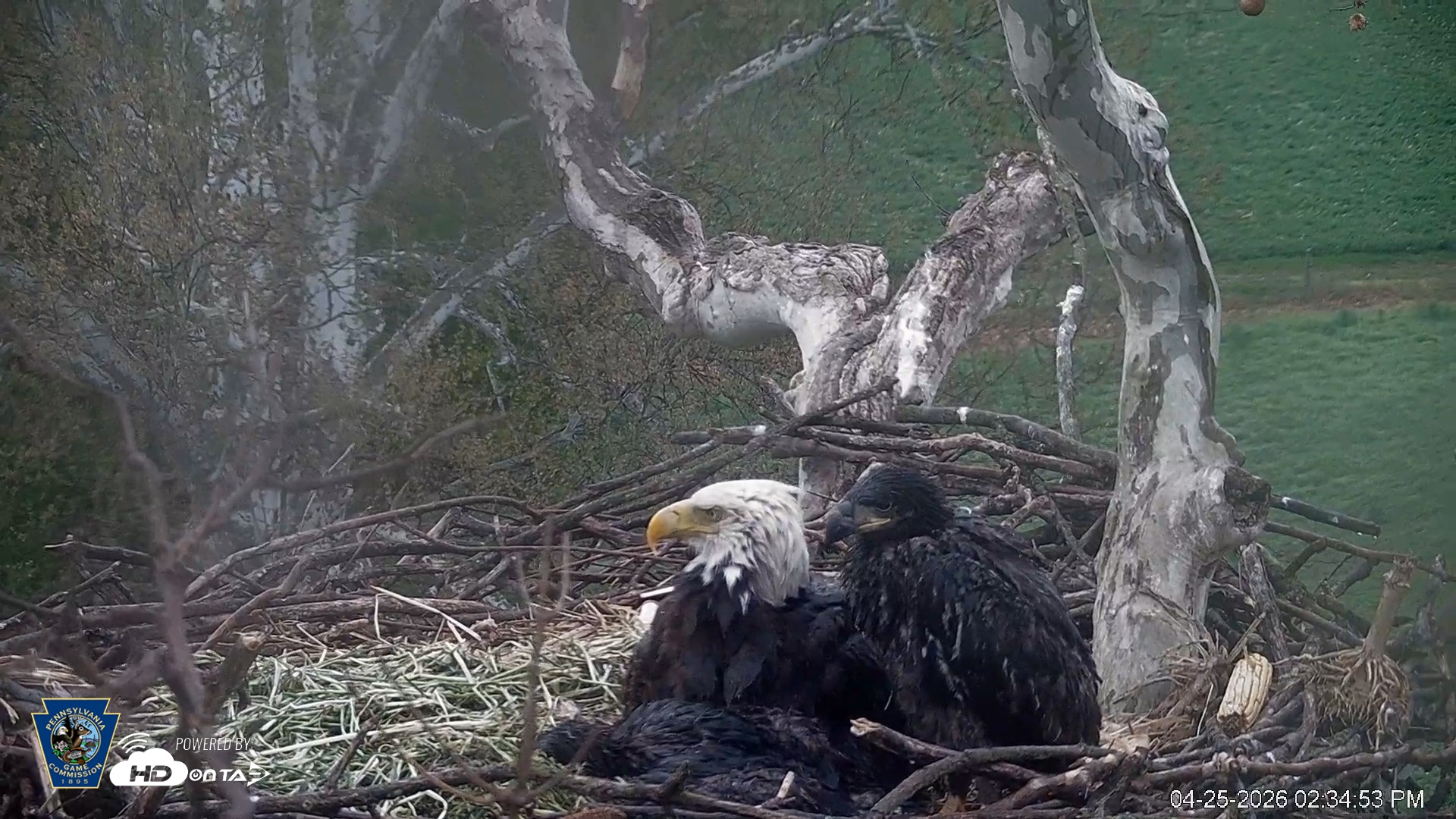 Snapshot of PA Farm Country Eagles Live Cams taken Apr 25, 2026, 2:35pm EDT