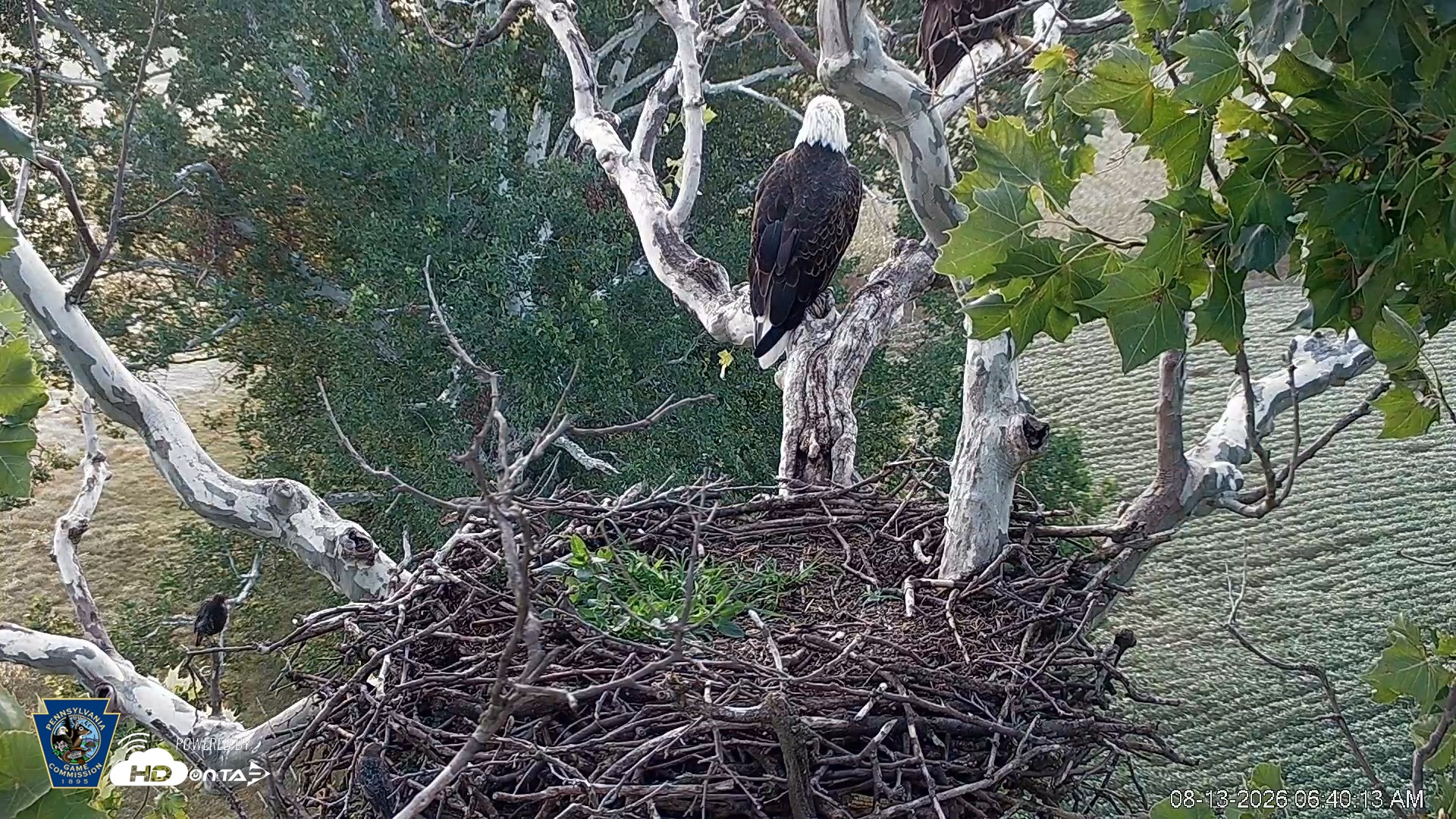 Snapshot of PA Farm Country Eagles Live Cams taken Aug 13, 2026, 6:41am EDT