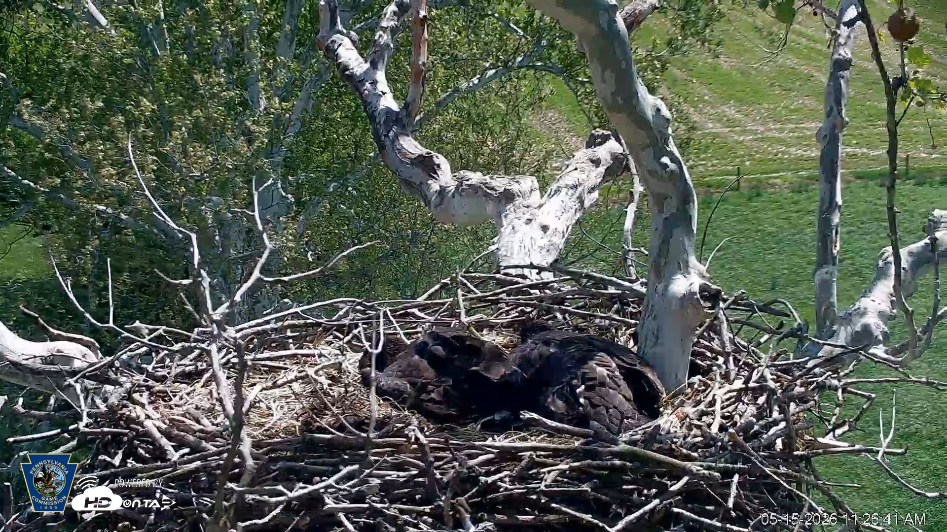 Snapshot of PA Farm Country Eagles Live Cams taken May 15, 2026, 11:27am EDT