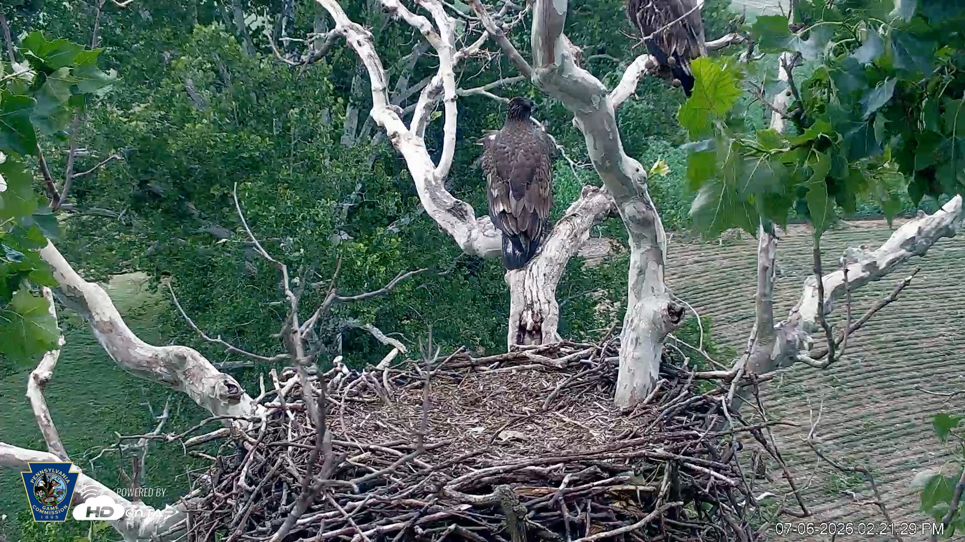 Snapshot of PA Farm Country Eagles Live Cams taken Jul 6, 2026, 2:22pm EDT