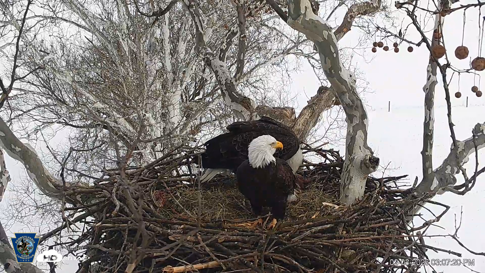 Snapshot of PA Farm Country Eagles Live Cams taken Feb 3, 2026, 3:08pm EST