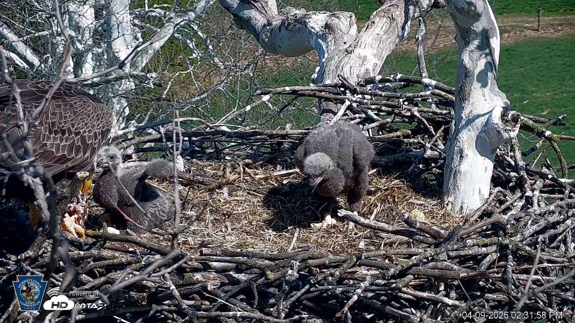 Snapshot of PA Farm Country Eagles Live Cams taken Apr 9, 2026, 2:32pm EDT