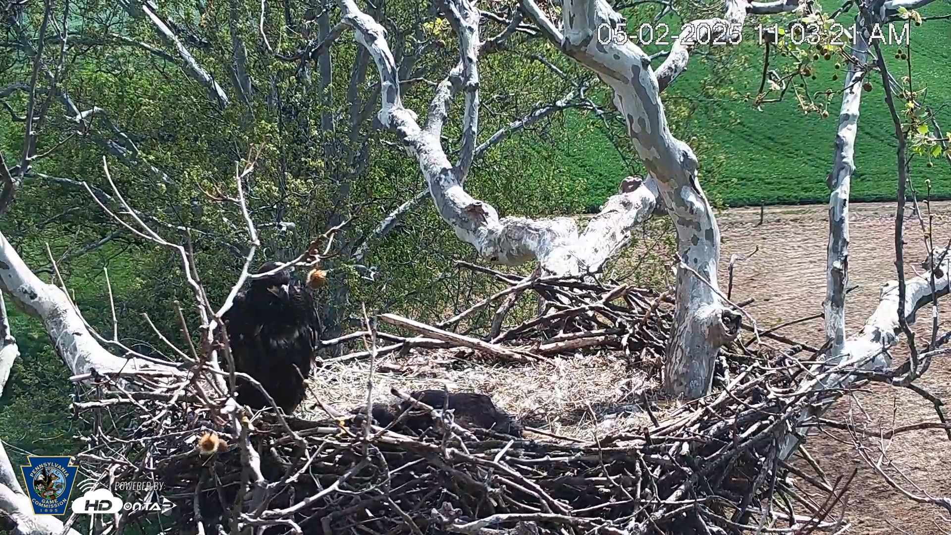 Snapshot of PA Farm Country Eagles Live Cams taken May 2, 2025, 11:06am EDT