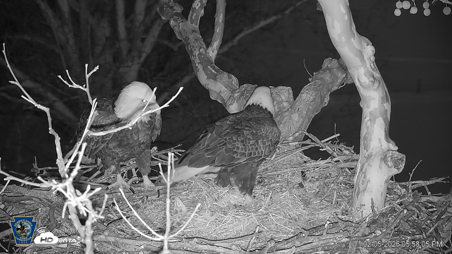 Snapshot of PA Farm Country Eagles Live Cams taken Feb 5, 2026, 5:58pm EST