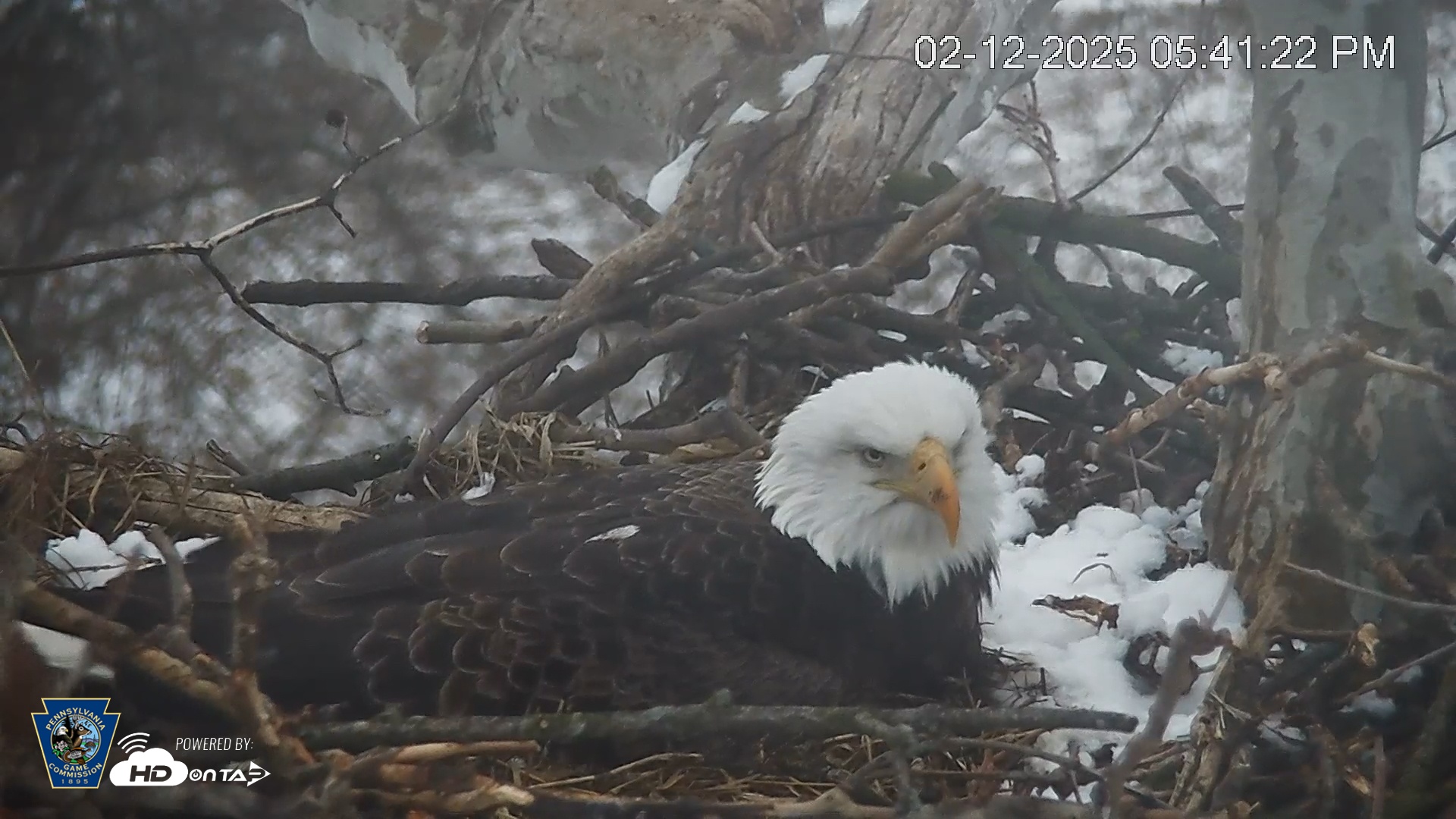 Snapshot of PA Farm Country Eagles Live Cams taken Feb 12, 2025, 5:42pm EST