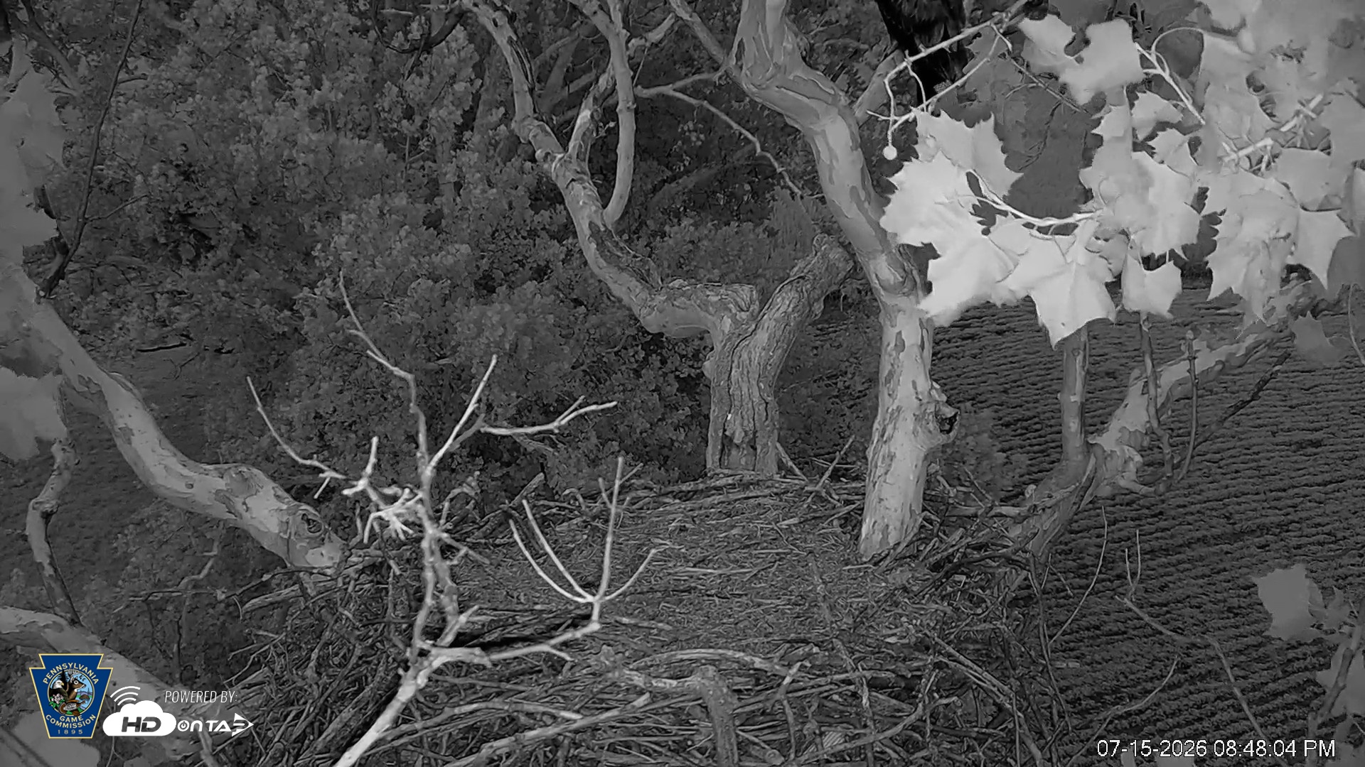 Snapshot of PA Farm Country Eagles Live Cams taken Jul 15, 2026, 8:49pm EDT