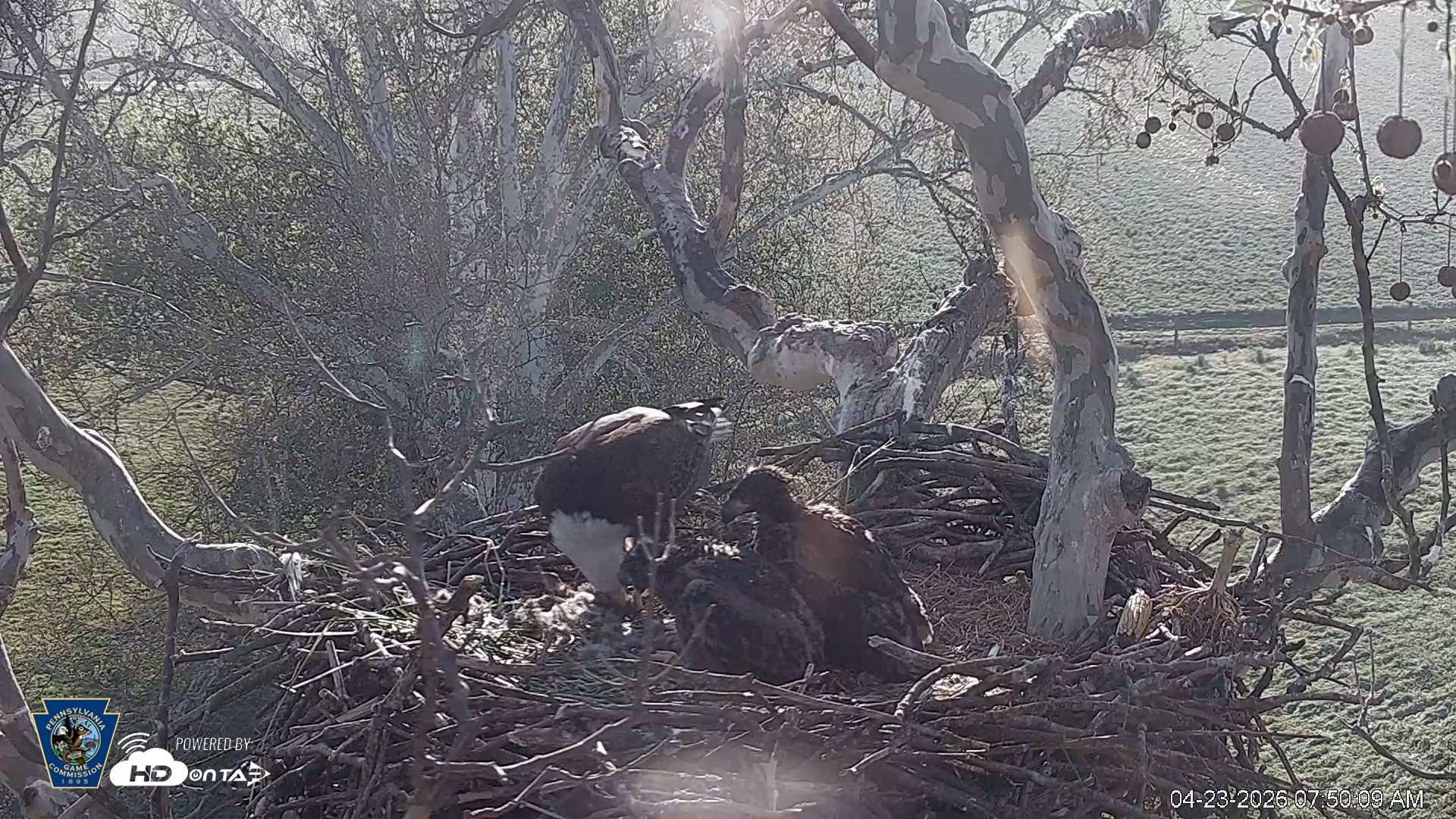 Snapshot of PA Farm Country Eagles Live Cams taken Apr 23, 2026, 7:52am EDT