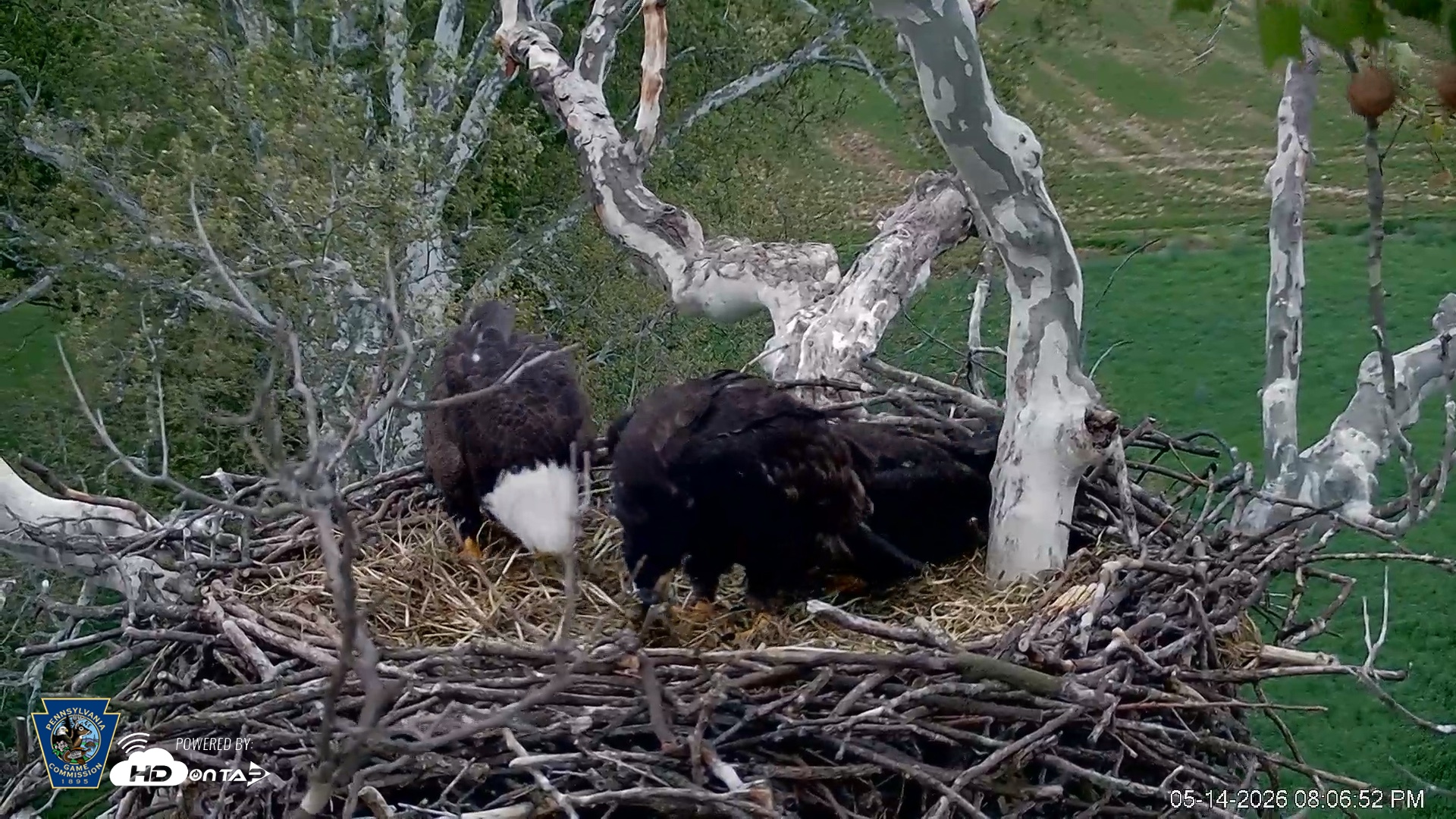 Snapshot of PA Farm Country Eagles Live Cams taken May 14, 2026, 8:08pm EDT