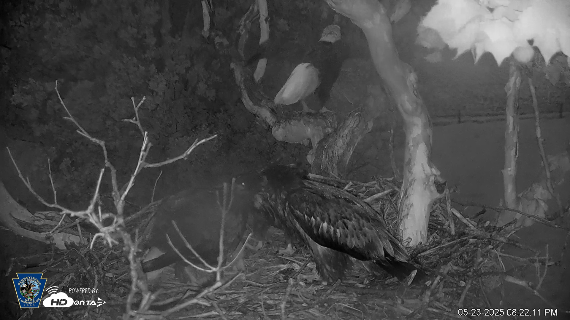 Snapshot of PA Farm Country Eagles Live Cams taken May 23, 2026, 8:23pm EDT