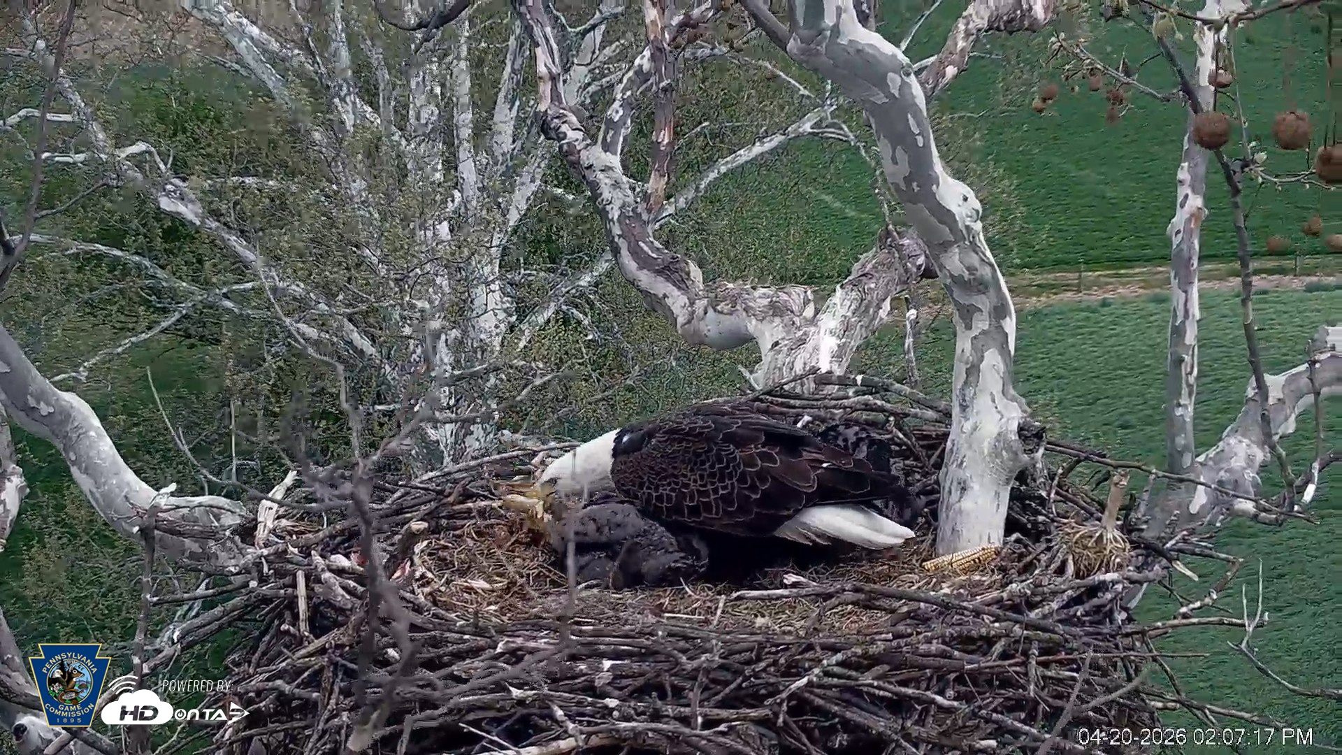 Snapshot of PA Farm Country Eagles Live Cams taken Apr 20, 2026, 2:10pm EDT