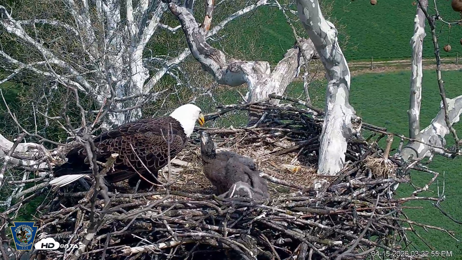 Snapshot of PA Farm Country Eagles Live Cams taken Apr 15, 2026, 3:24pm EDT