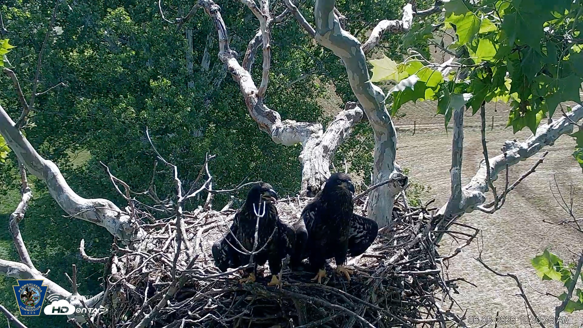Snapshot of PA Farm Country Eagles Live Cams taken Jun 5, 2026, 10:32am EDT