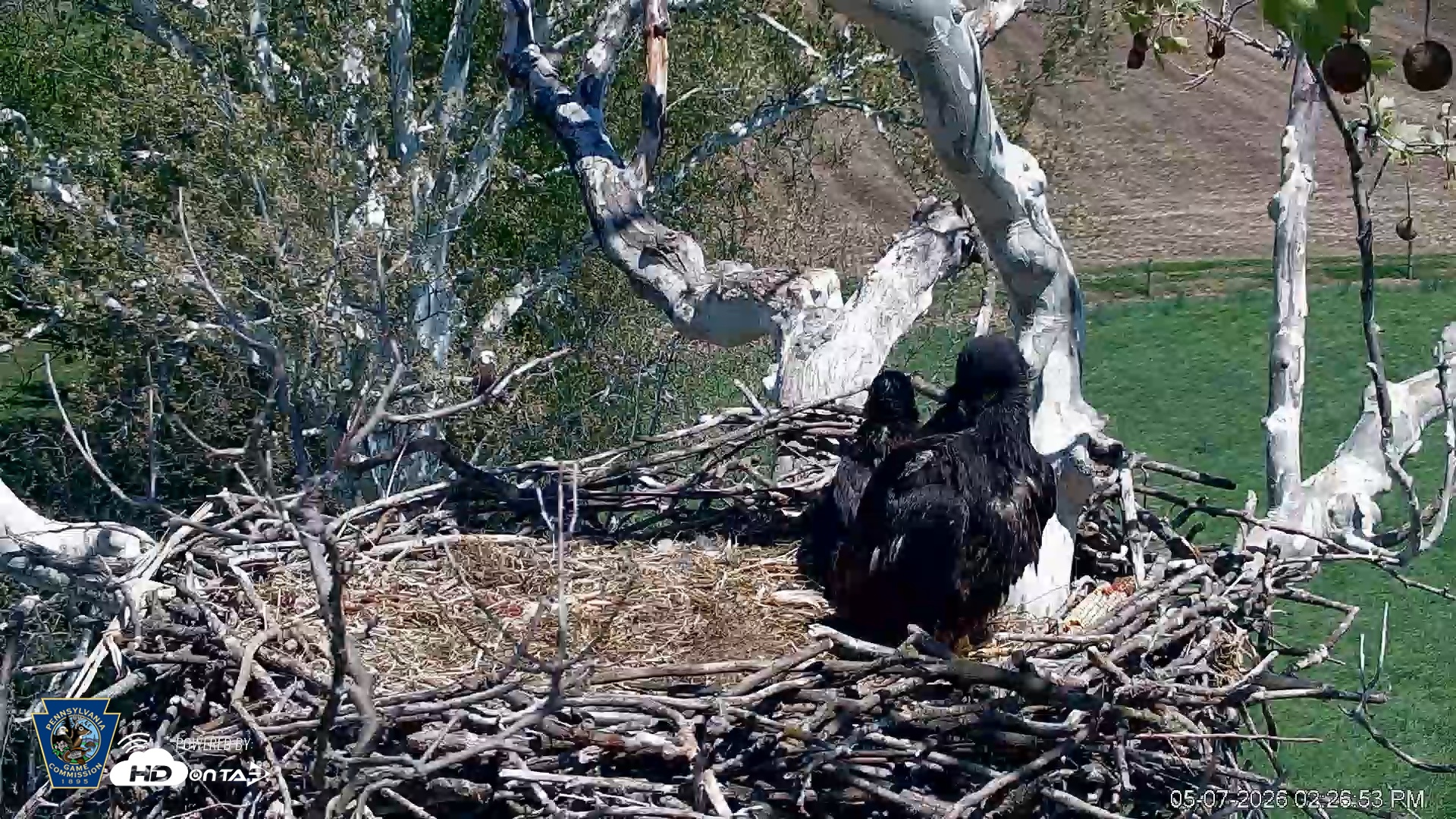 Snapshot of PA Farm Country Eagles Live Cams taken May 7, 2026, 2:28pm EDT