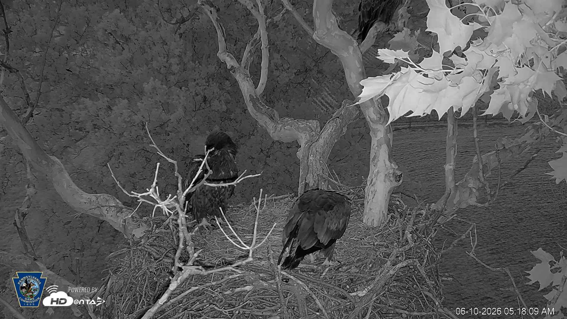 Snapshot of PA Farm Country Eagles Live Cams taken Jun 10, 2026, 5:18am EDT